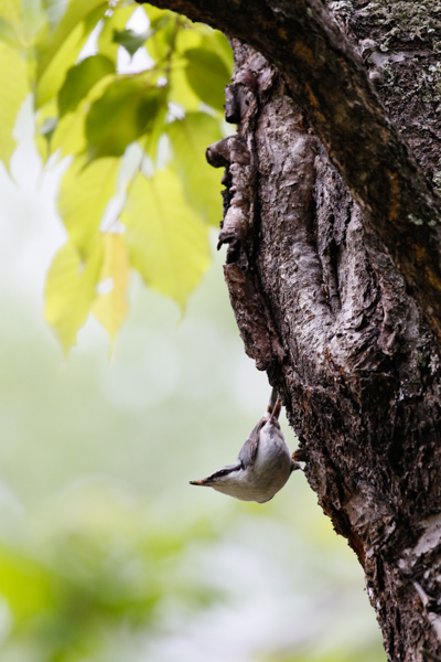 エサを咥えたゴジュウカラ。この鳥も動きは素早いが中央のAFで合掌後、素早く構図を整え撮影した。私の場合、AF-ONボタンをAF-OFFに設定して親指でAFをストップ後、構図を整え撮影している。<br>キヤノン EOS 7D Mark II / EF100-400mm F4.5-5.6L IS II USM / 400mm（640mm相当） / 絞り優先AE（F5.6、1/800秒、+1EV）/ ISO 1600