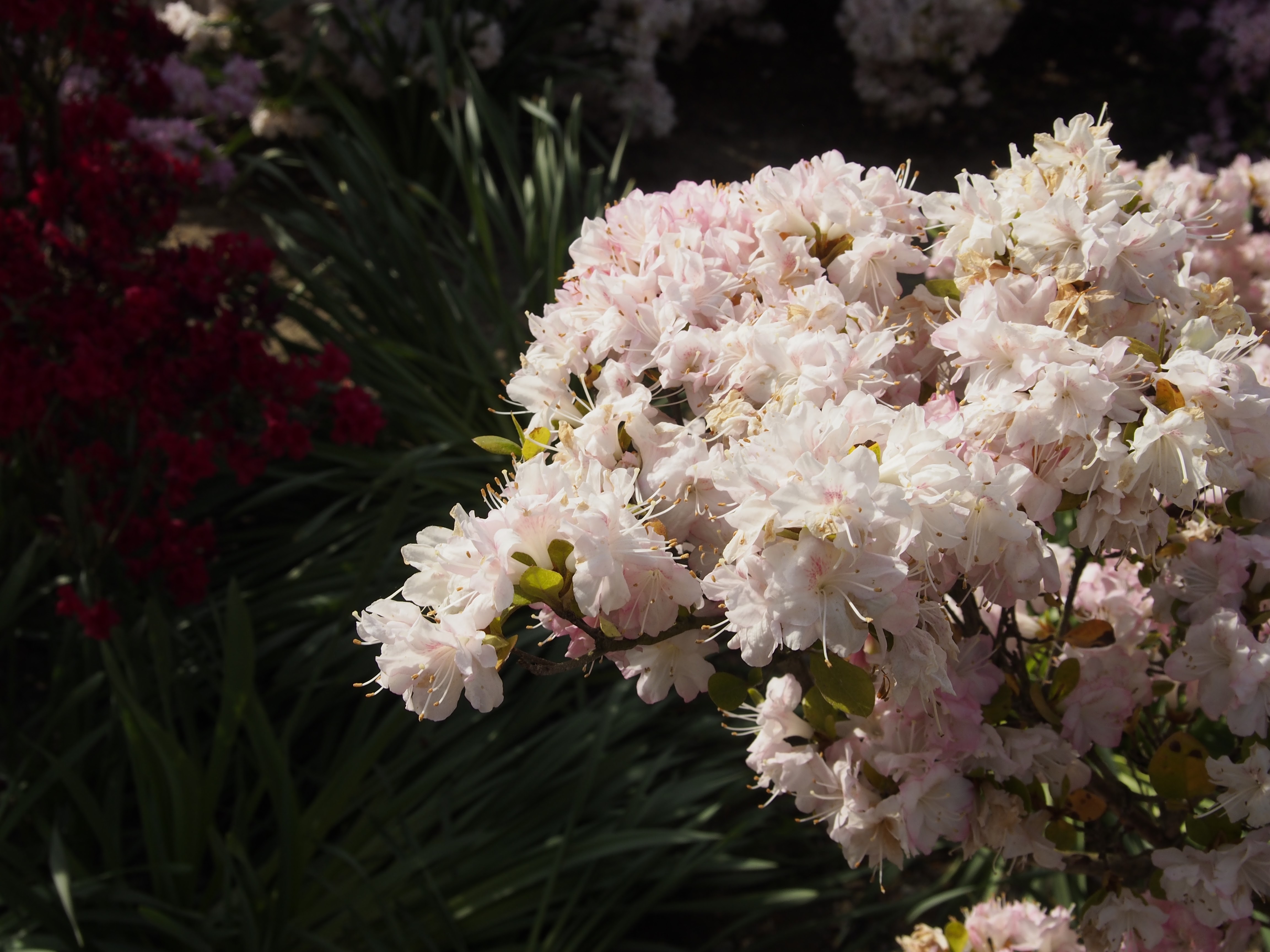 アップロード後