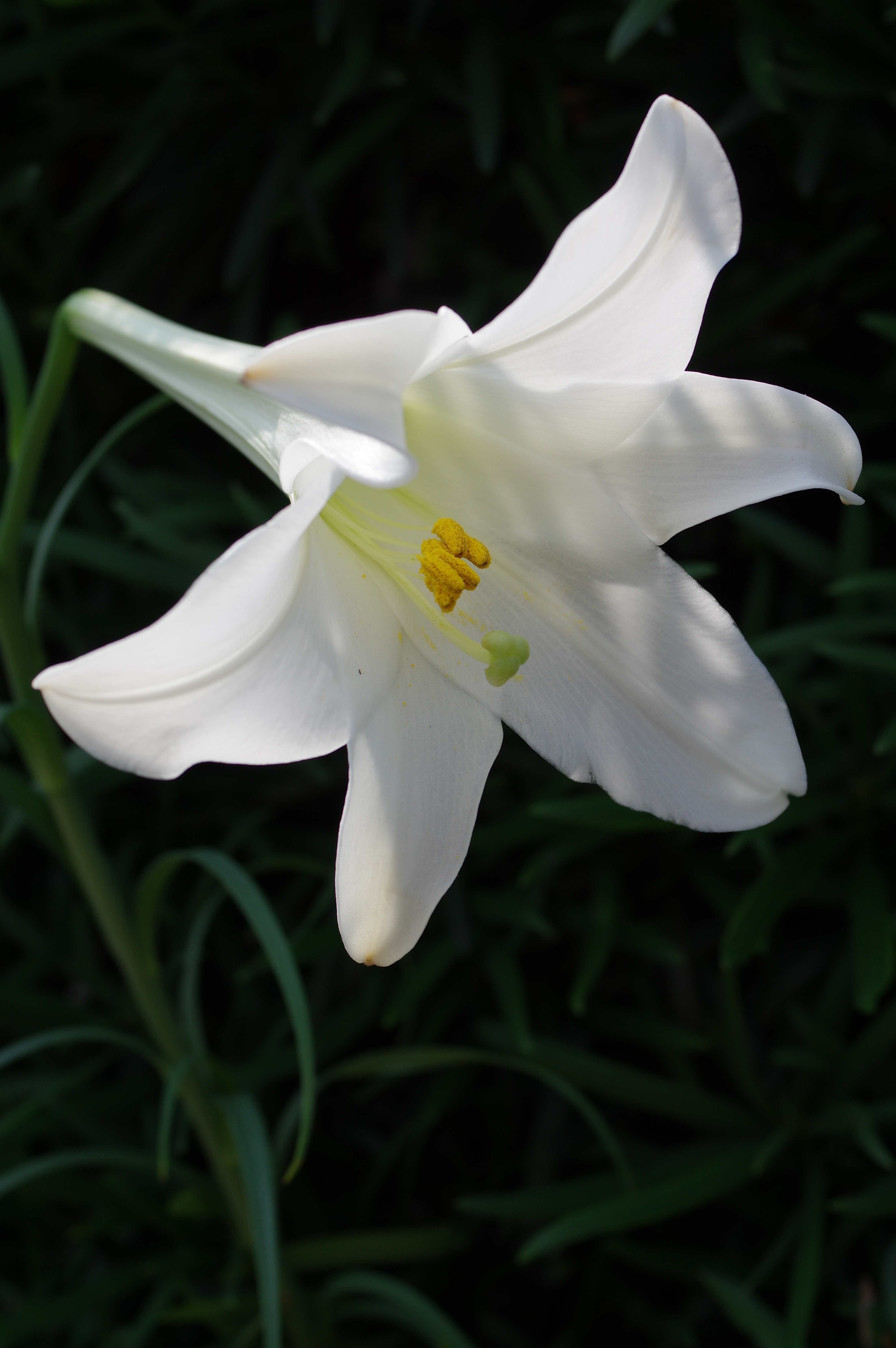 HD PENTAX-DA 40mm F2.8 Limited / ISO200 / F5.6 / 1/800秒 / 40mm（60mm相当）