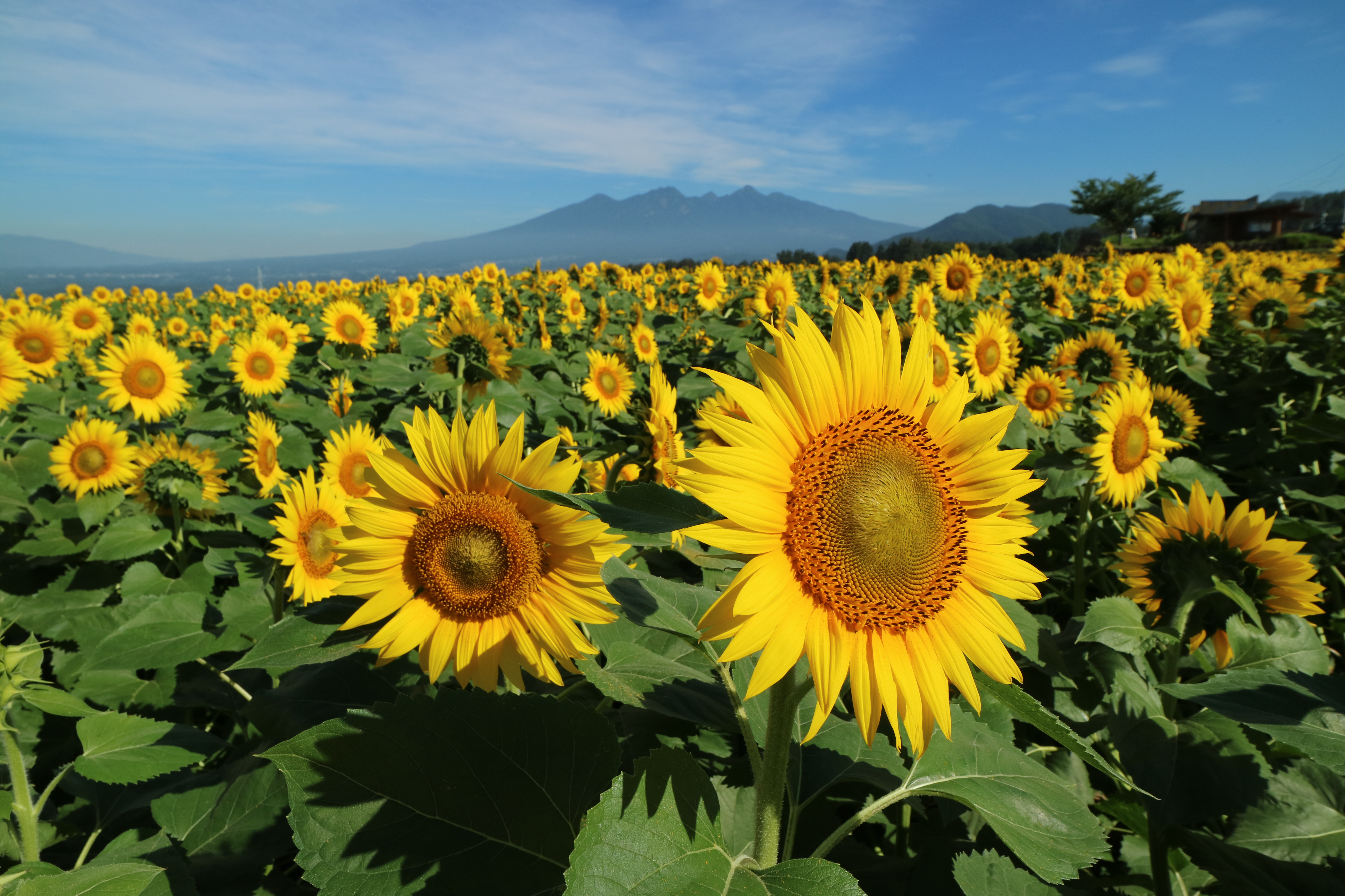 キヤノン EOS M3／EF-M 11-22mm F4-5.6 IS STM ／15mm（24mm相当）／絞り優先AE（F11、1/320秒、-0.3EV）／ISO 100／WB：オート