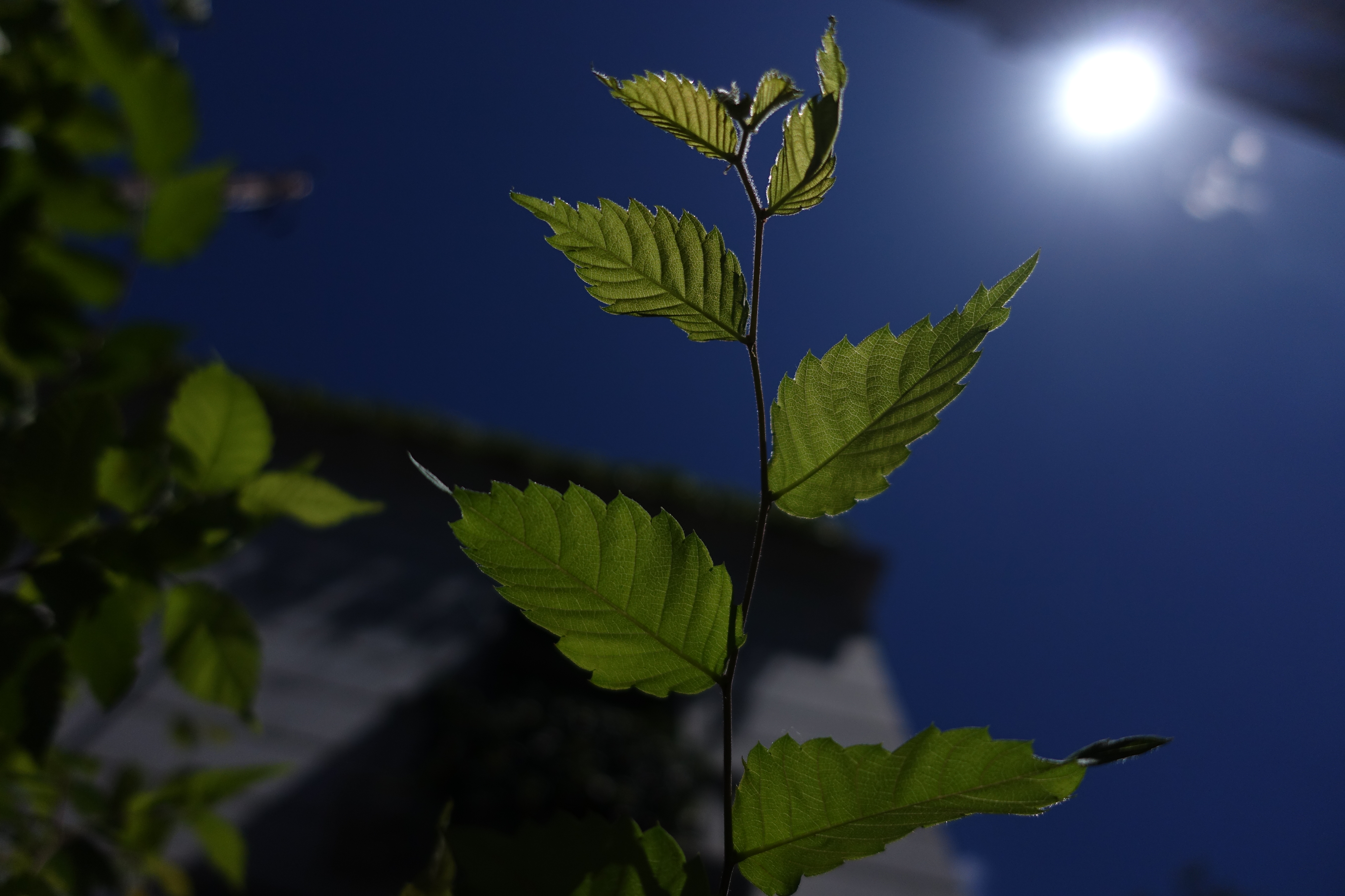 ISO125 / F1.8 / 1/32,000秒 / 8.8mm（24mm相当）