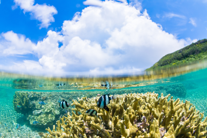 キヤノンEOS 70D／EF8-15mm F4LフィッシュアイUSM／11mm（18mm相当）／マニュアル露出（F6.3、1/1,600秒）／ISO 400／WB：太陽光<br class="">水面を境界にしてまるで別世界が広がっていた。その不思議な様子をひとつの風景として成立させたいと思い、宮古島の海を半水面で狙う。目の前を泳ぐミスジリュウキュウスズメダイをどうとらえるかもポイントとなる