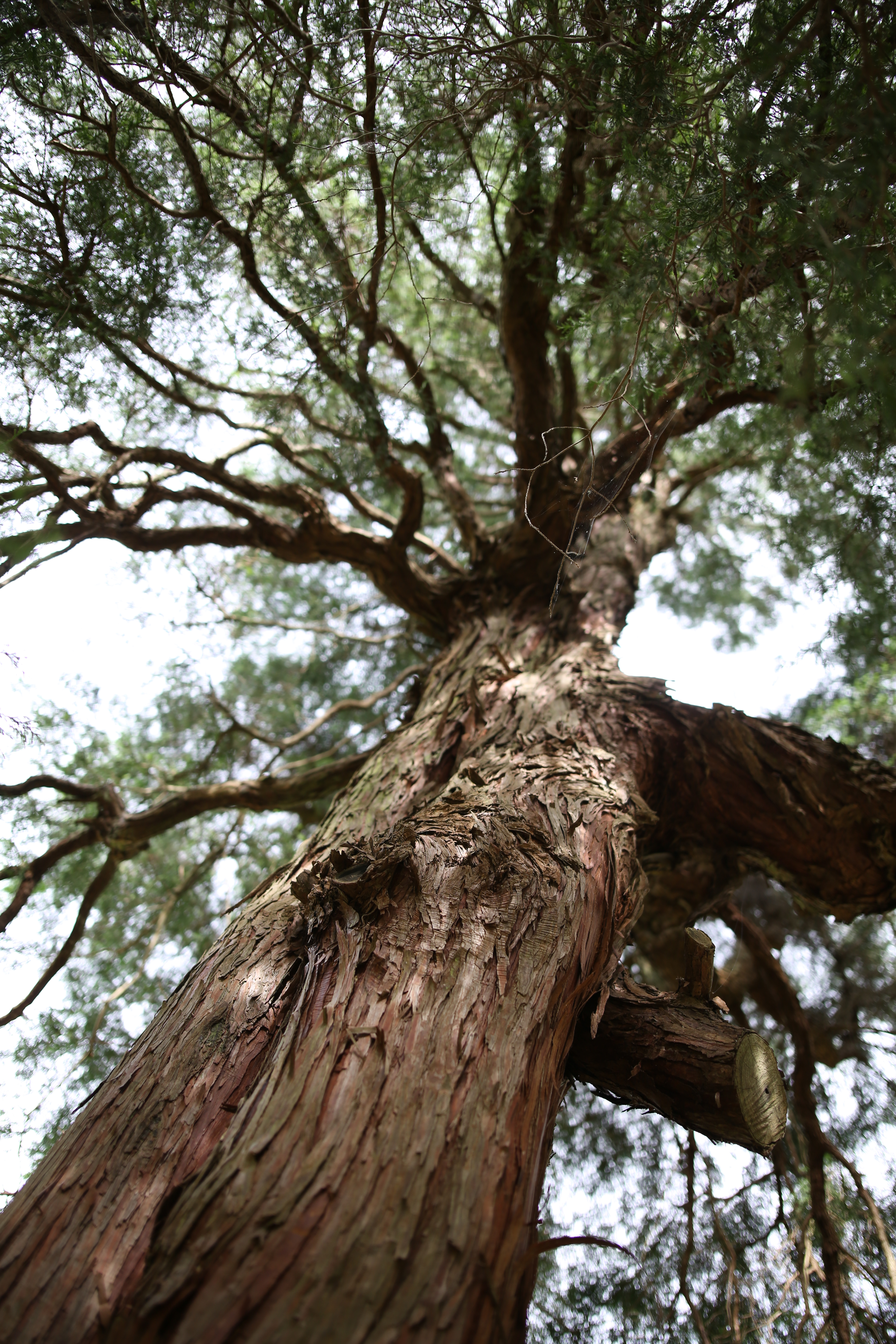 絞り開放・距離数mで撮影。EOS 5D Mark III / 1/200秒 / F2 / 0EV / ISO100 / 絞り優先AE / 24mm