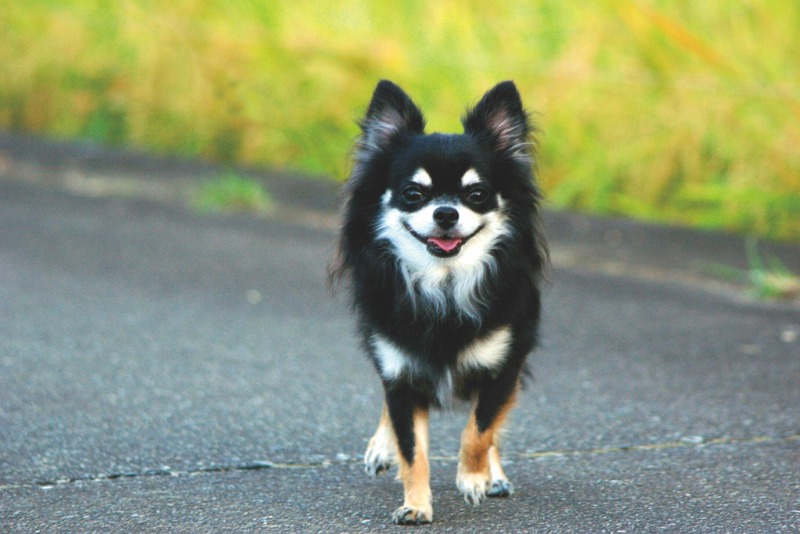 クローンスタンプ機能の使用例。リードを消した