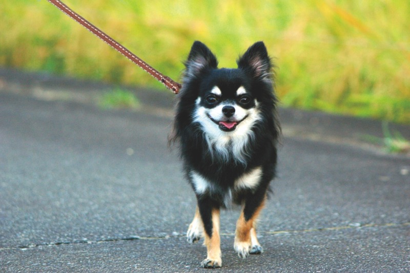 クローンスタンプ機能の使用例。リードを消した