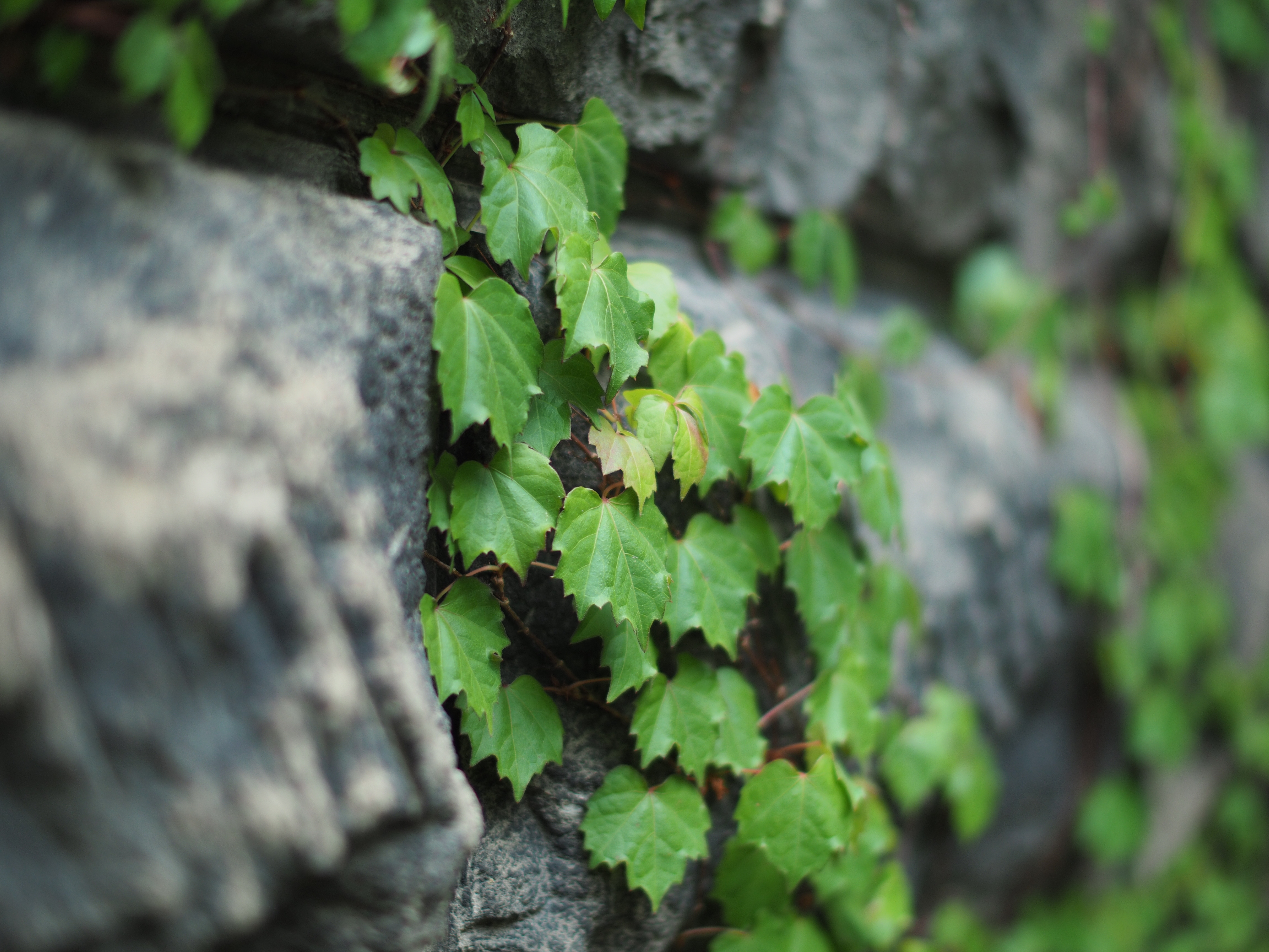 撮影距離：約1.0m。F1.2