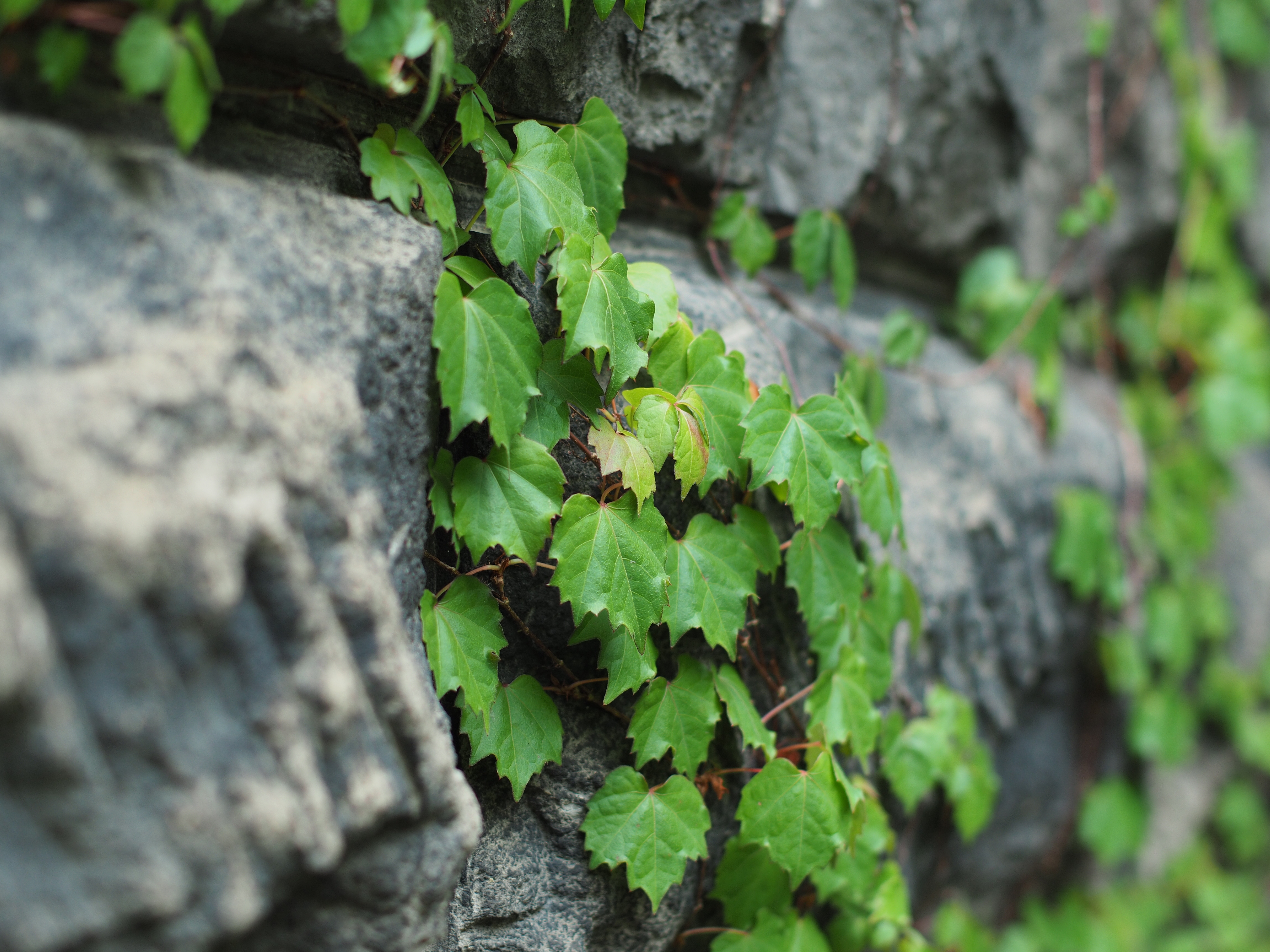 撮影距離：約1.0m。F2