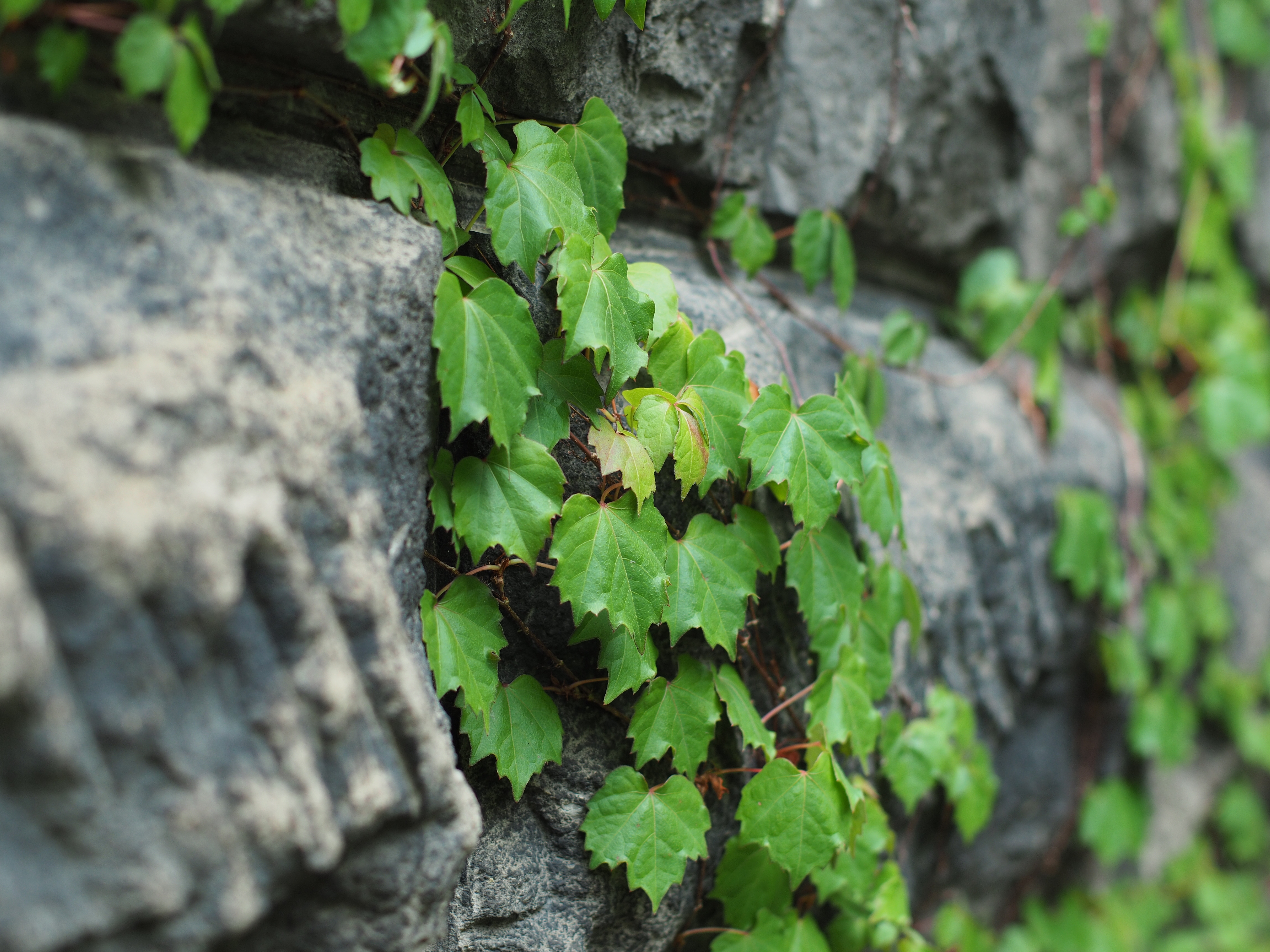 撮影距離：約1.0m。F2.5