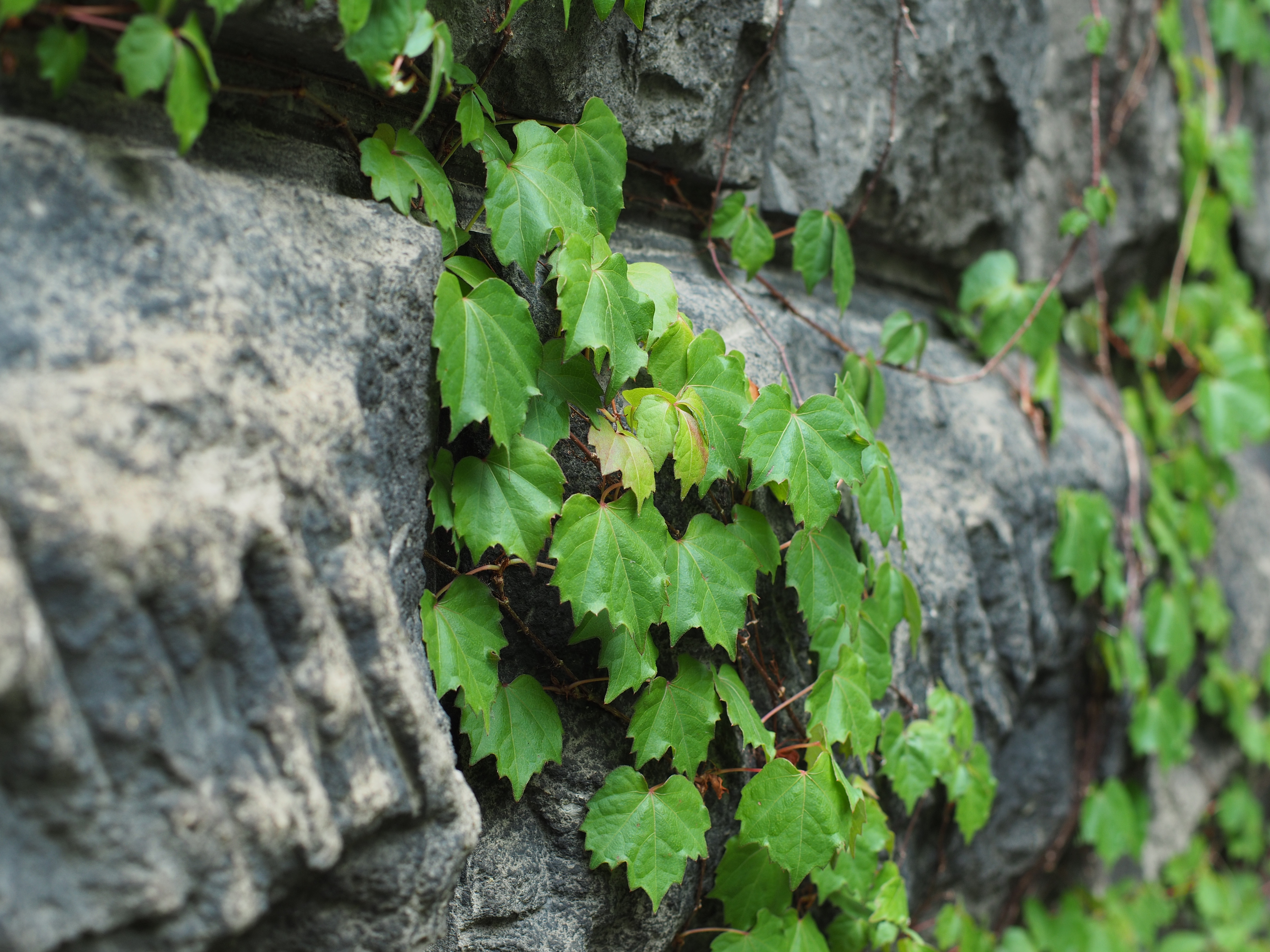 撮影距離：約1.0m。F4