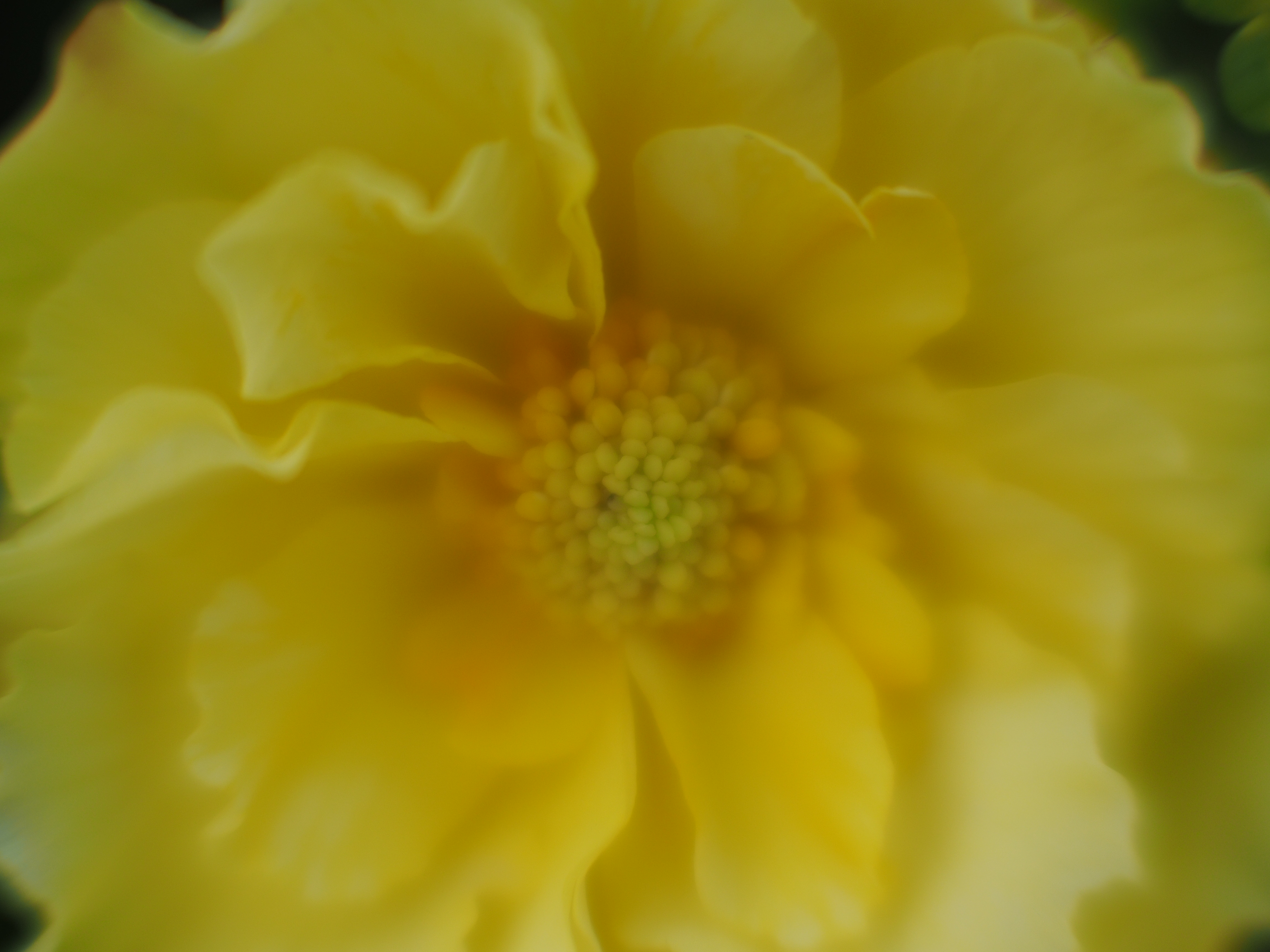 撮影距離：約0.23m。F0.95