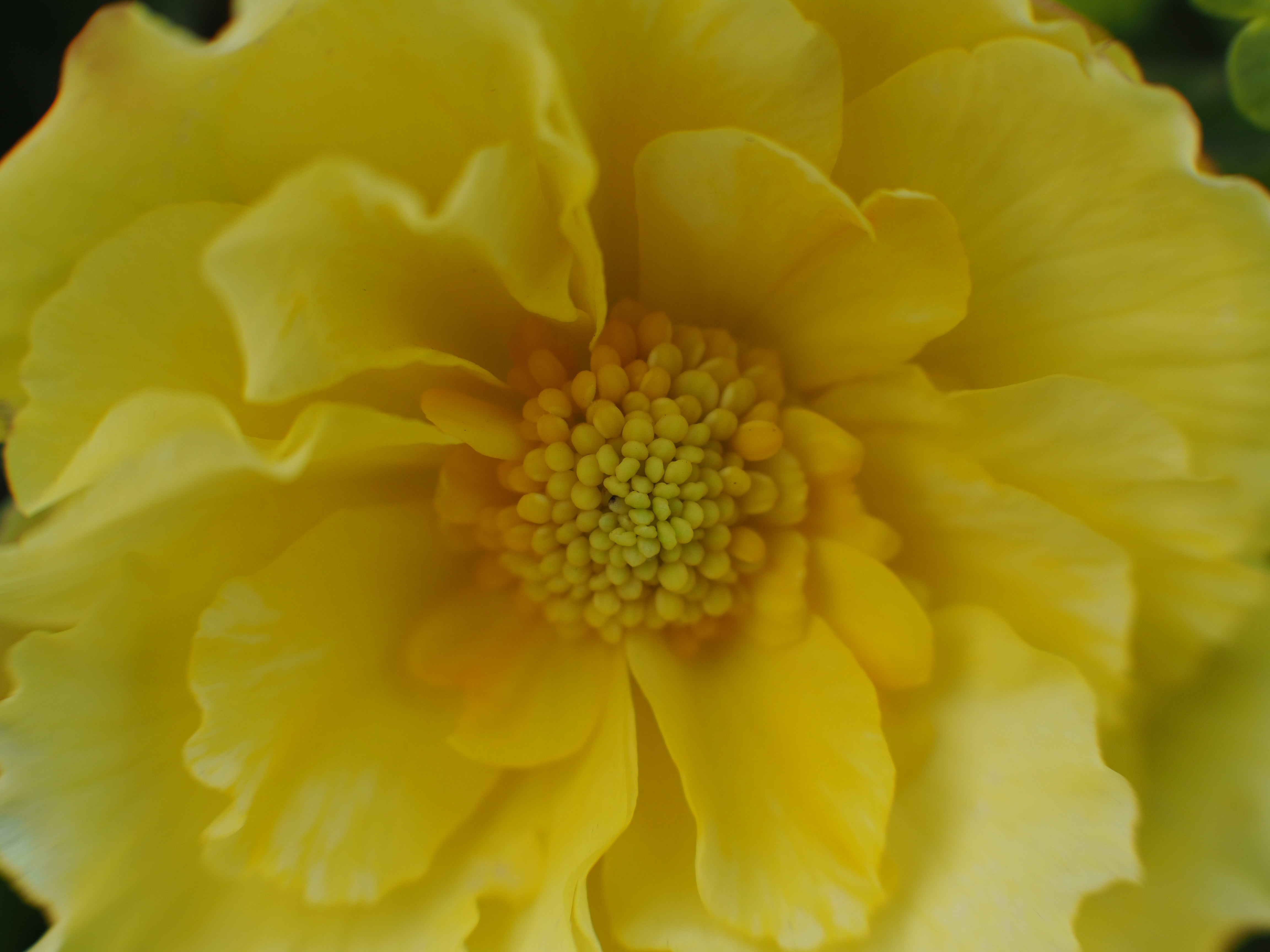 撮影距離：約0.23m。F2.8