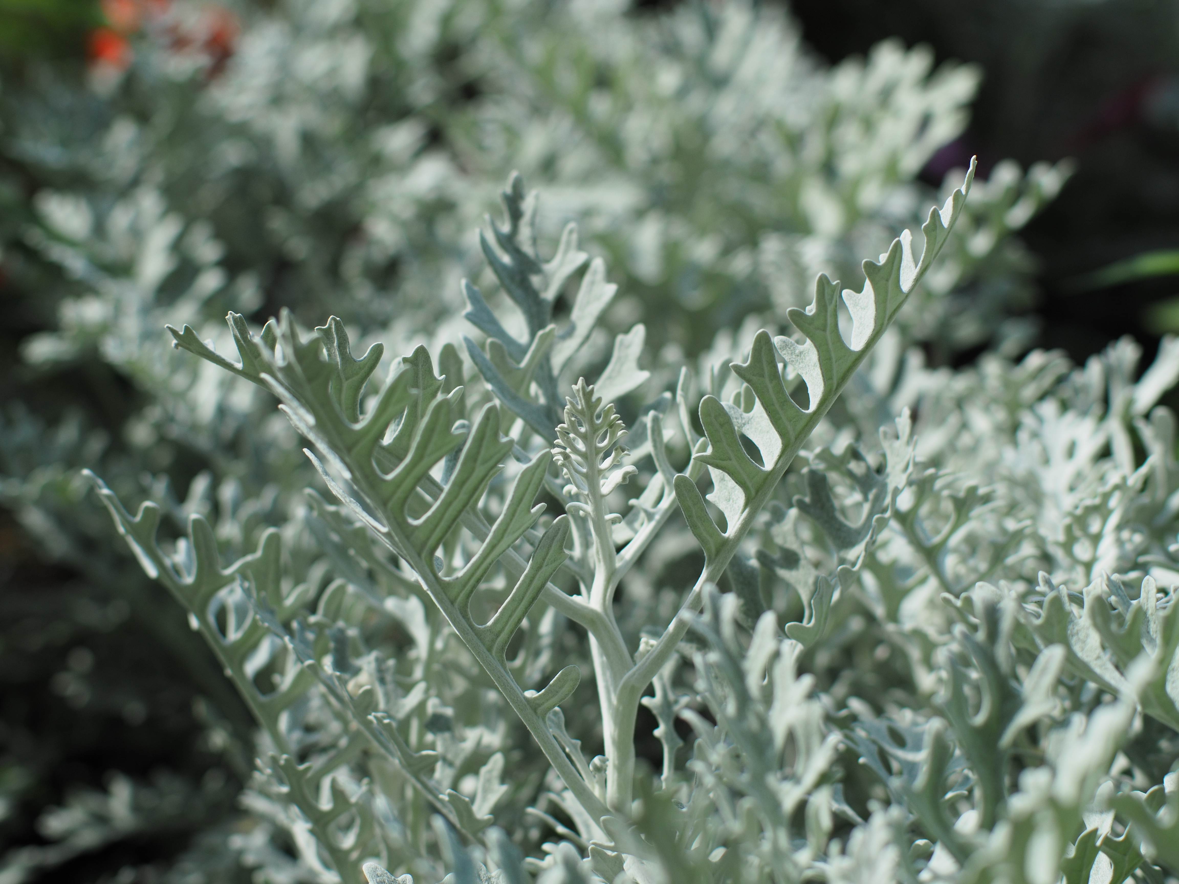 撮影距離：約0.7m。F2.8