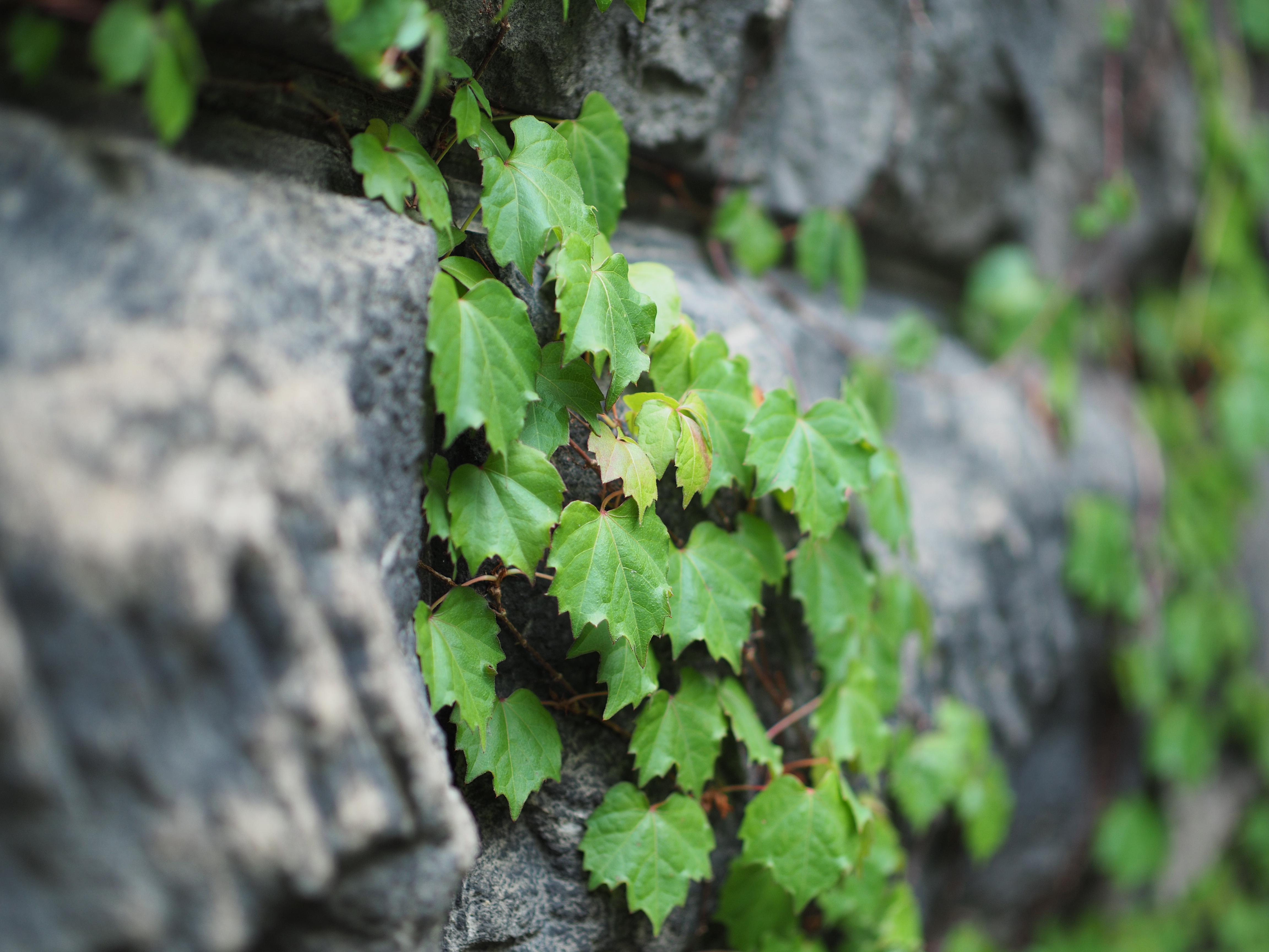 撮影距離：約1.0m。F1.4