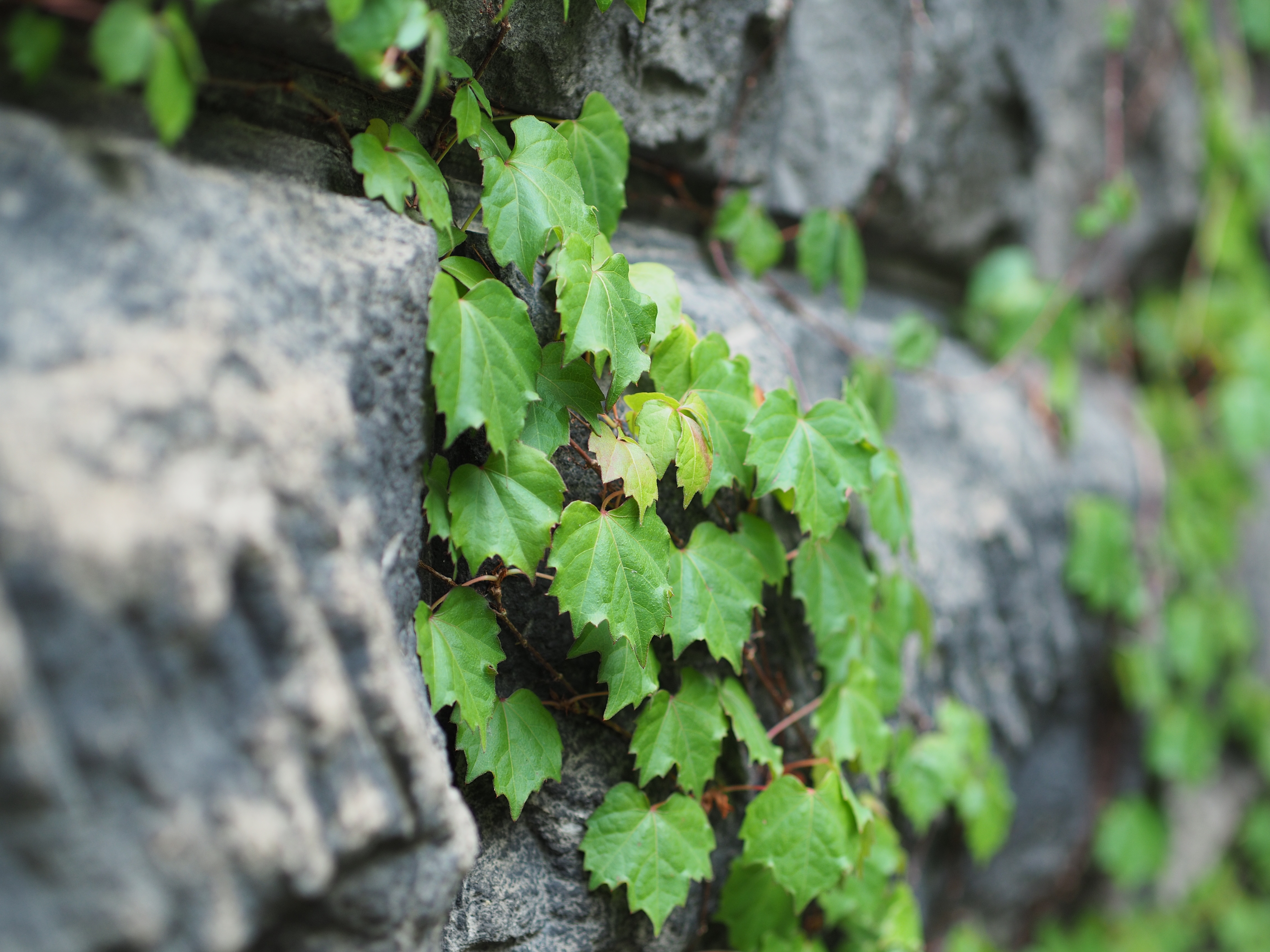 撮影距離：約1.0m。F1.8