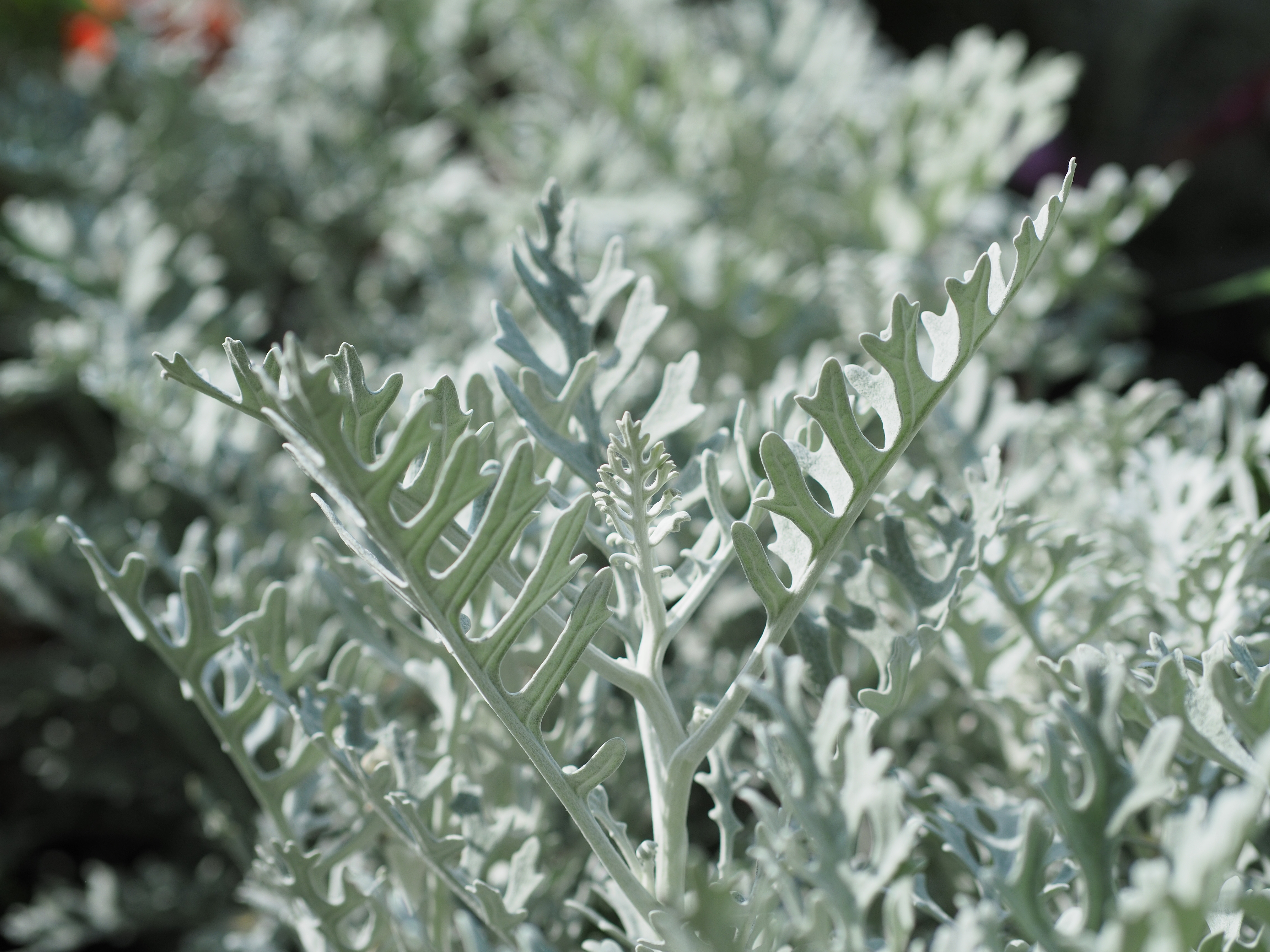 撮影距離：約0.7m。F2.8