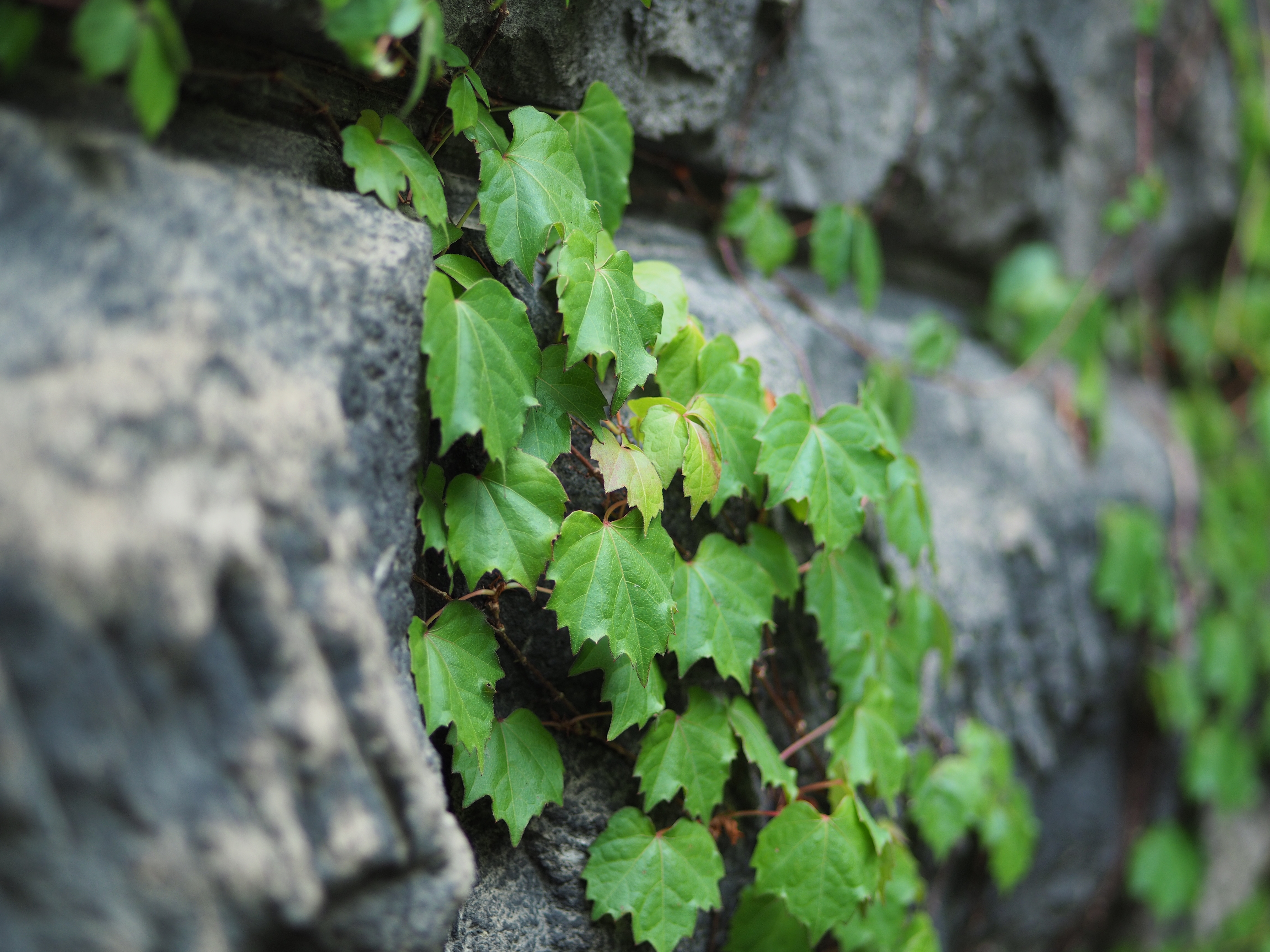 撮影距離：約1.0m。F1.7