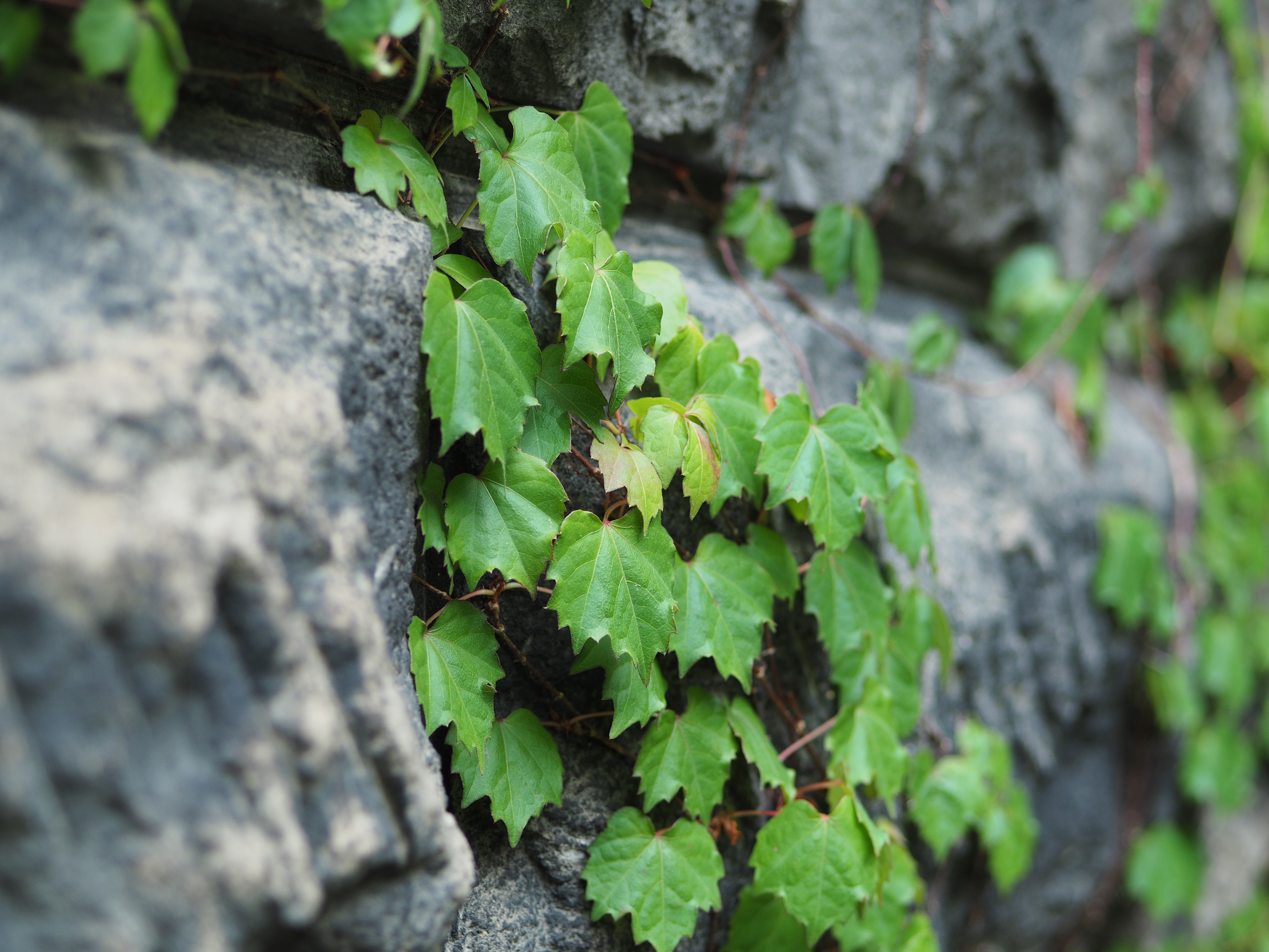 撮影距離：約1.0m。F2.2