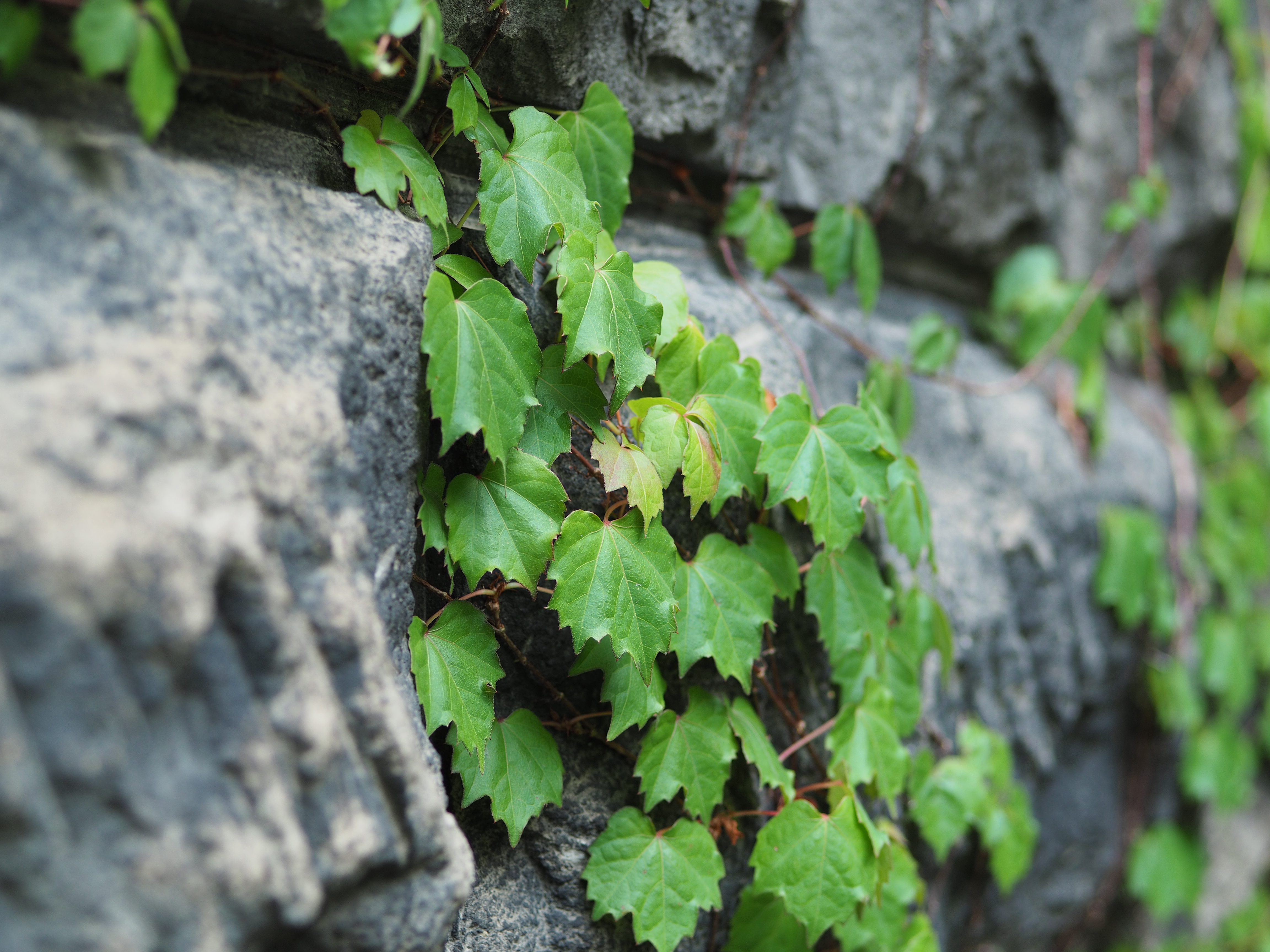 撮影距離：約1.0m。F2.5