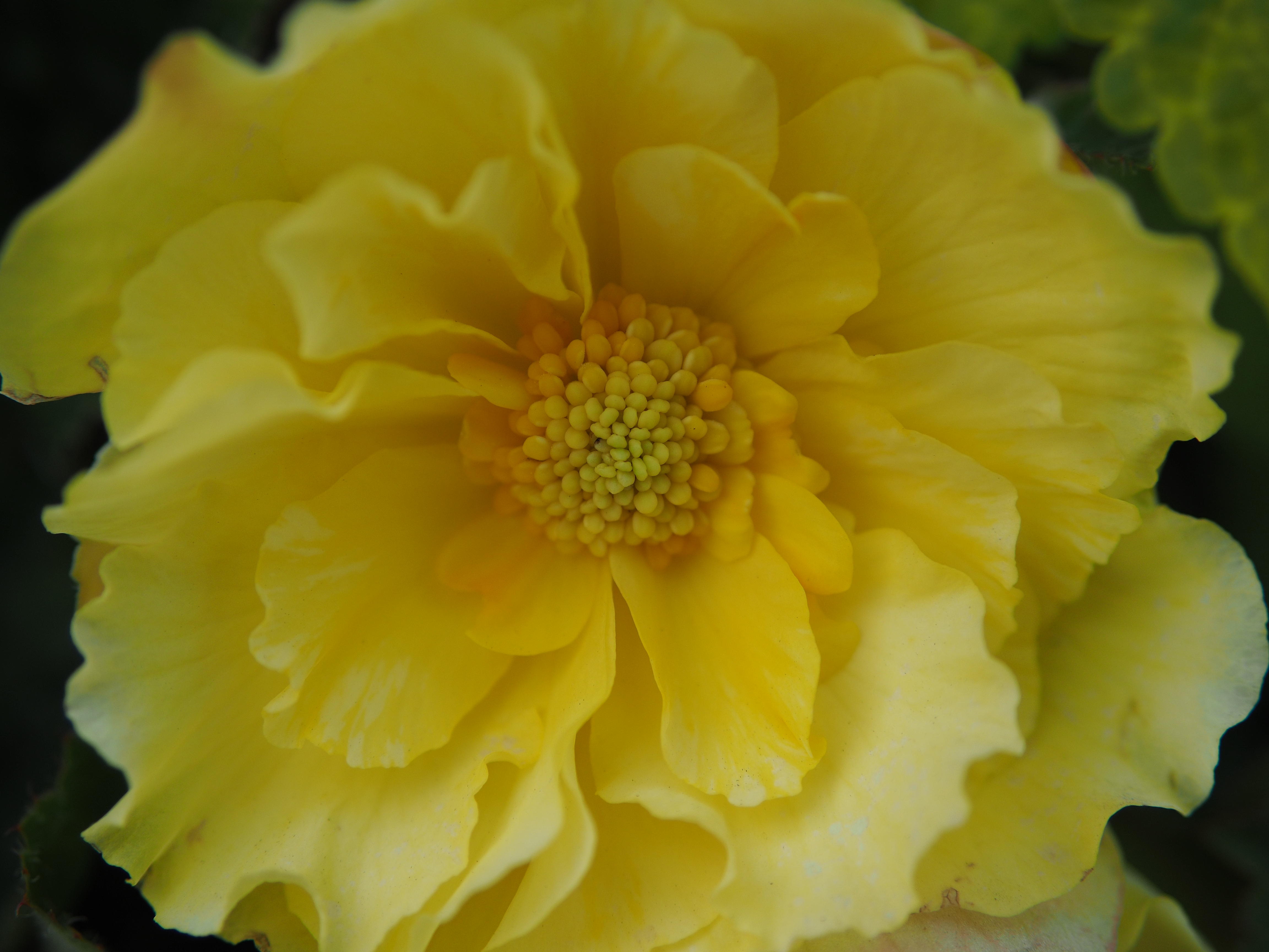 撮影距離：約0.31m。F1.7