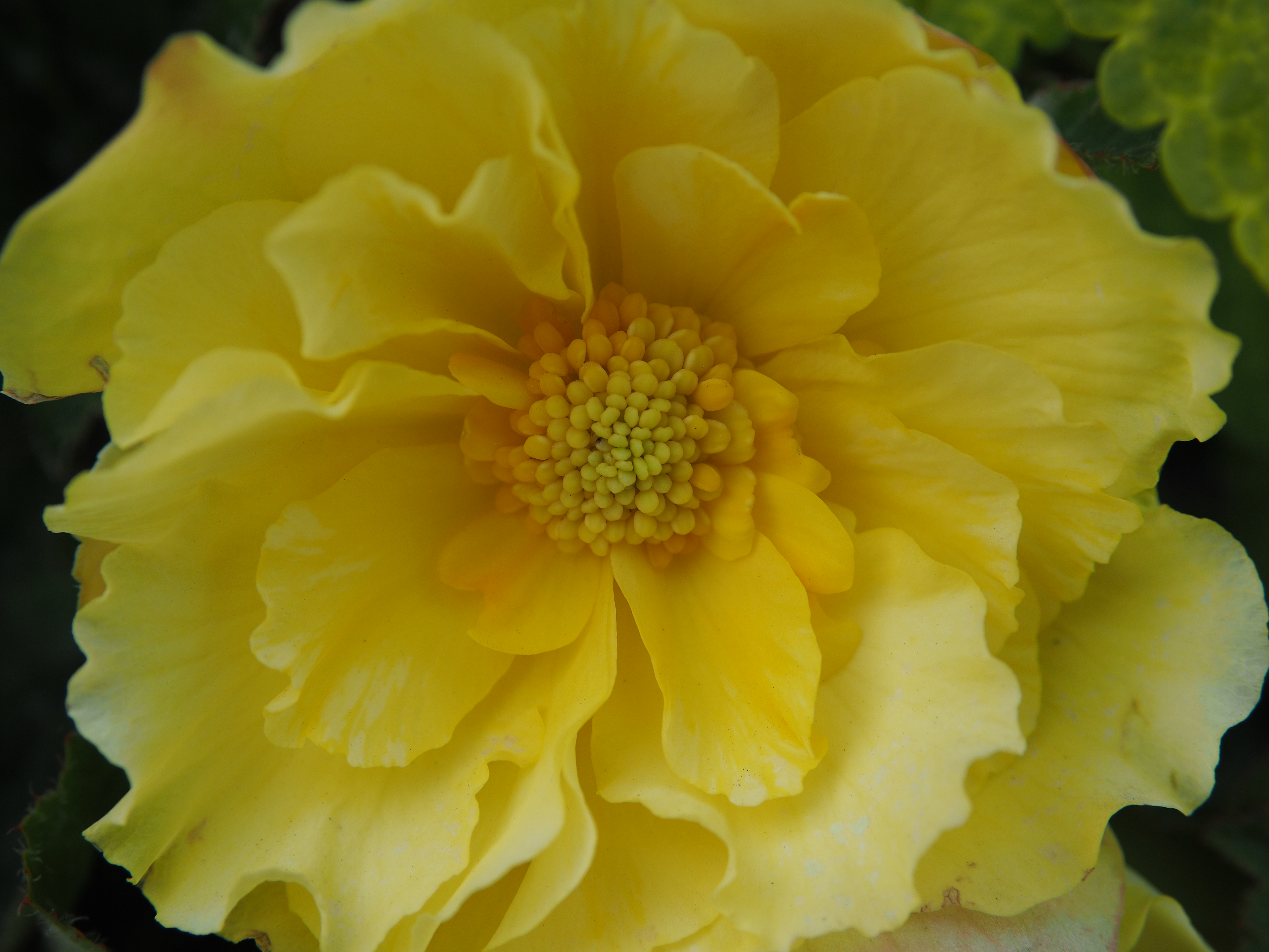 撮影距離：約0.31m。F2.8