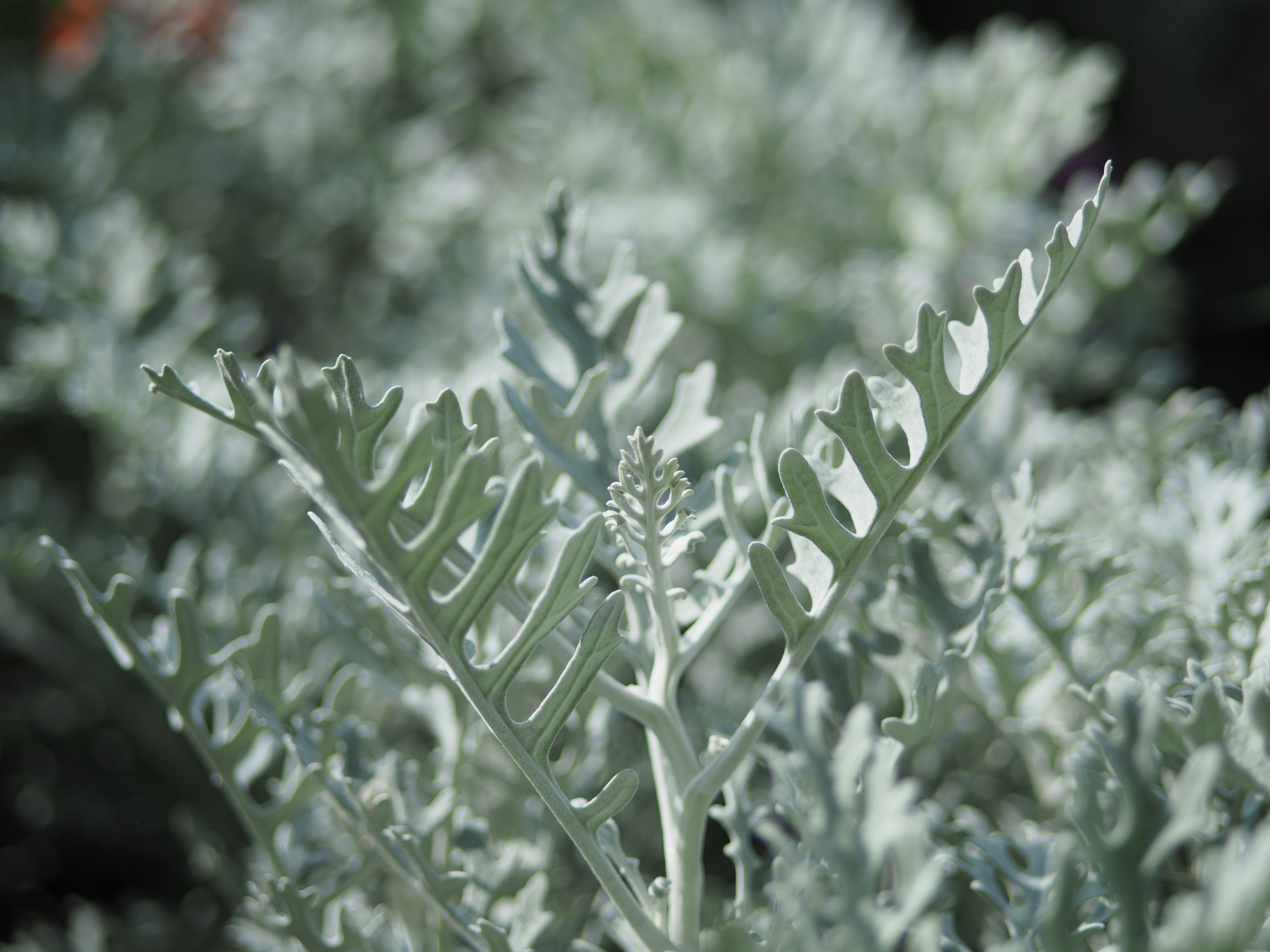 撮影距離：約0.7m。F1.7