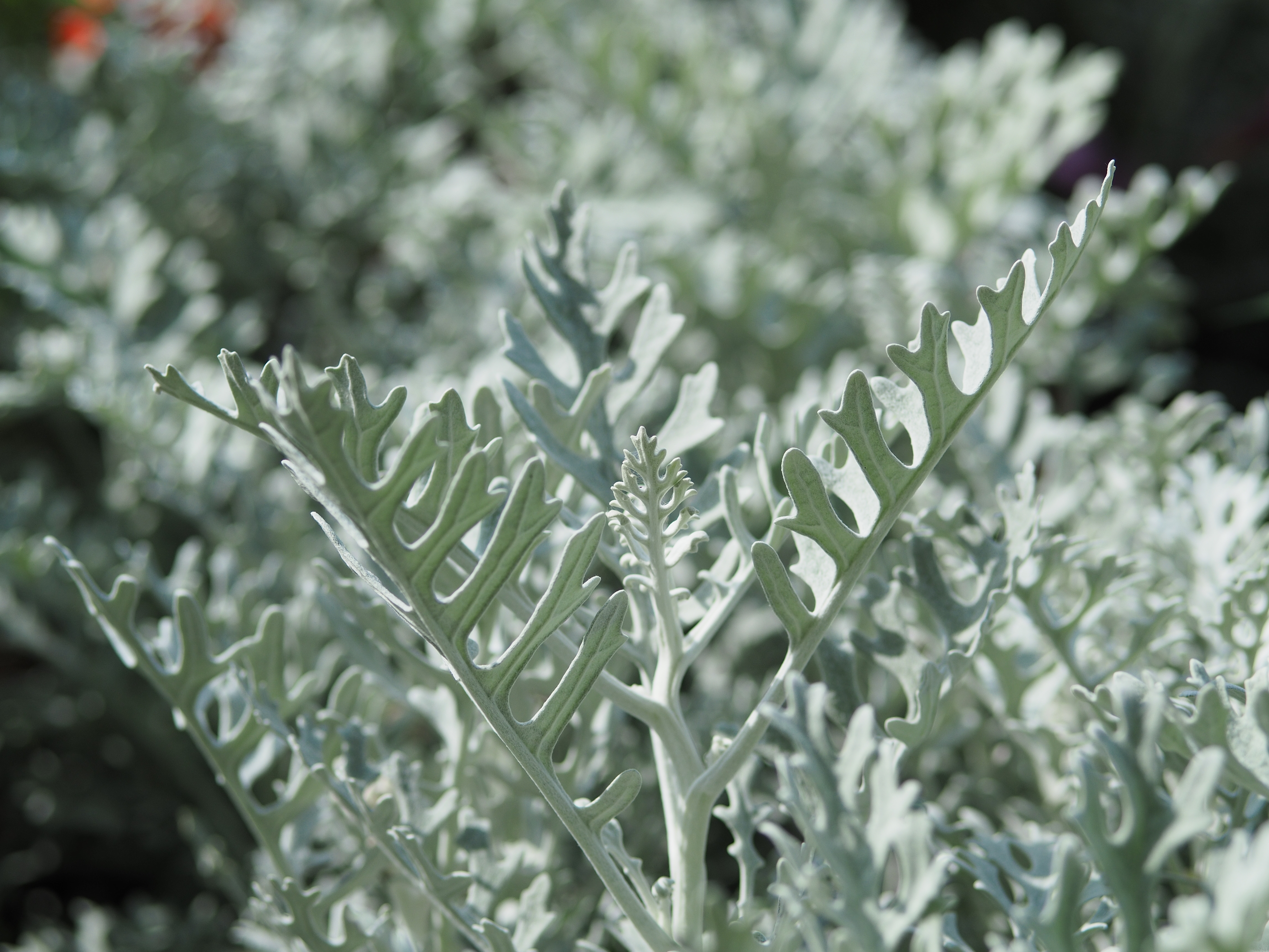 撮影距離：約0.7m。F2.8