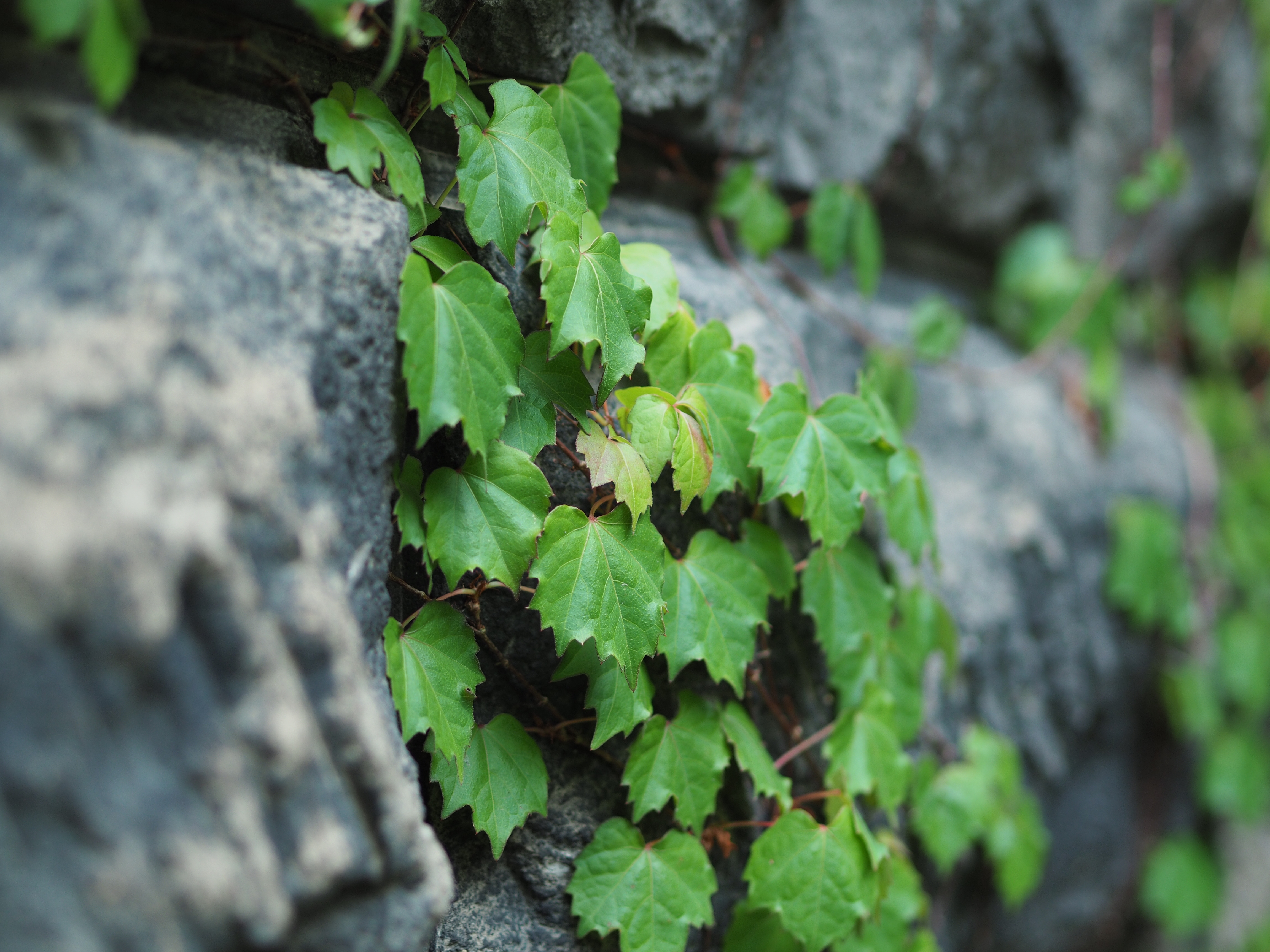 撮影距離：約1.0m。F1.8