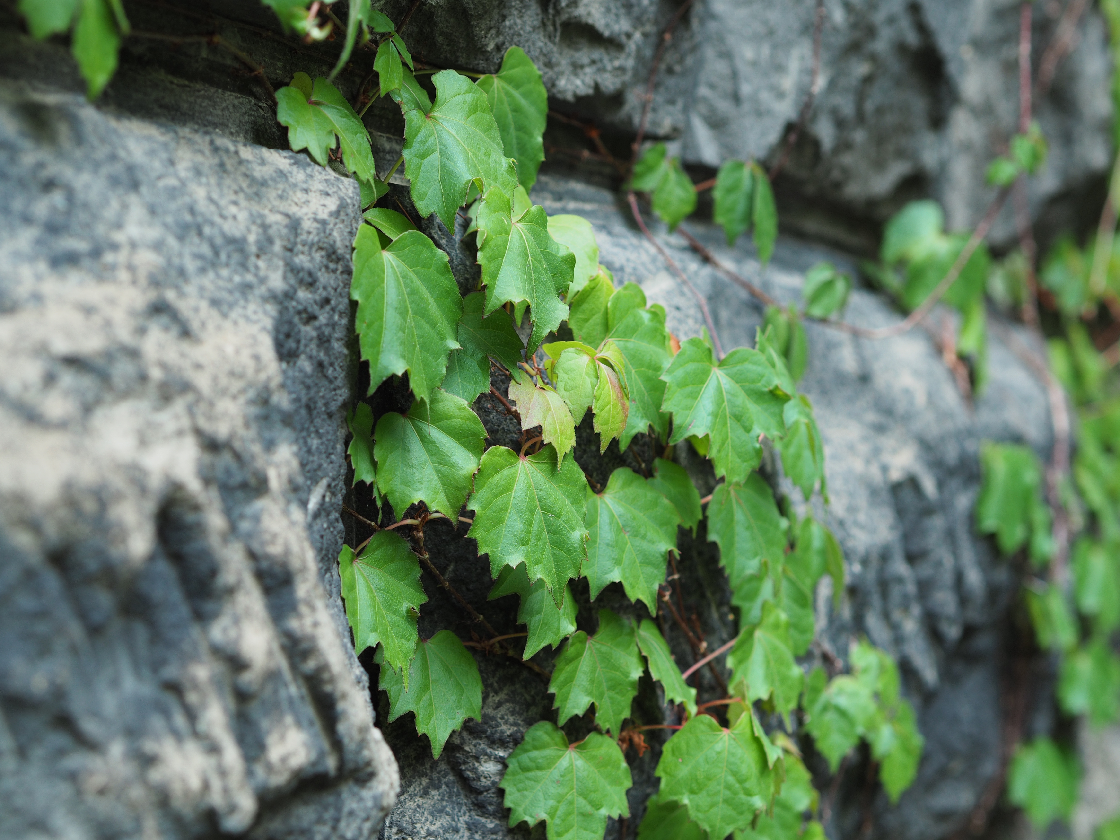 撮影距離：約1.0m。F3.5