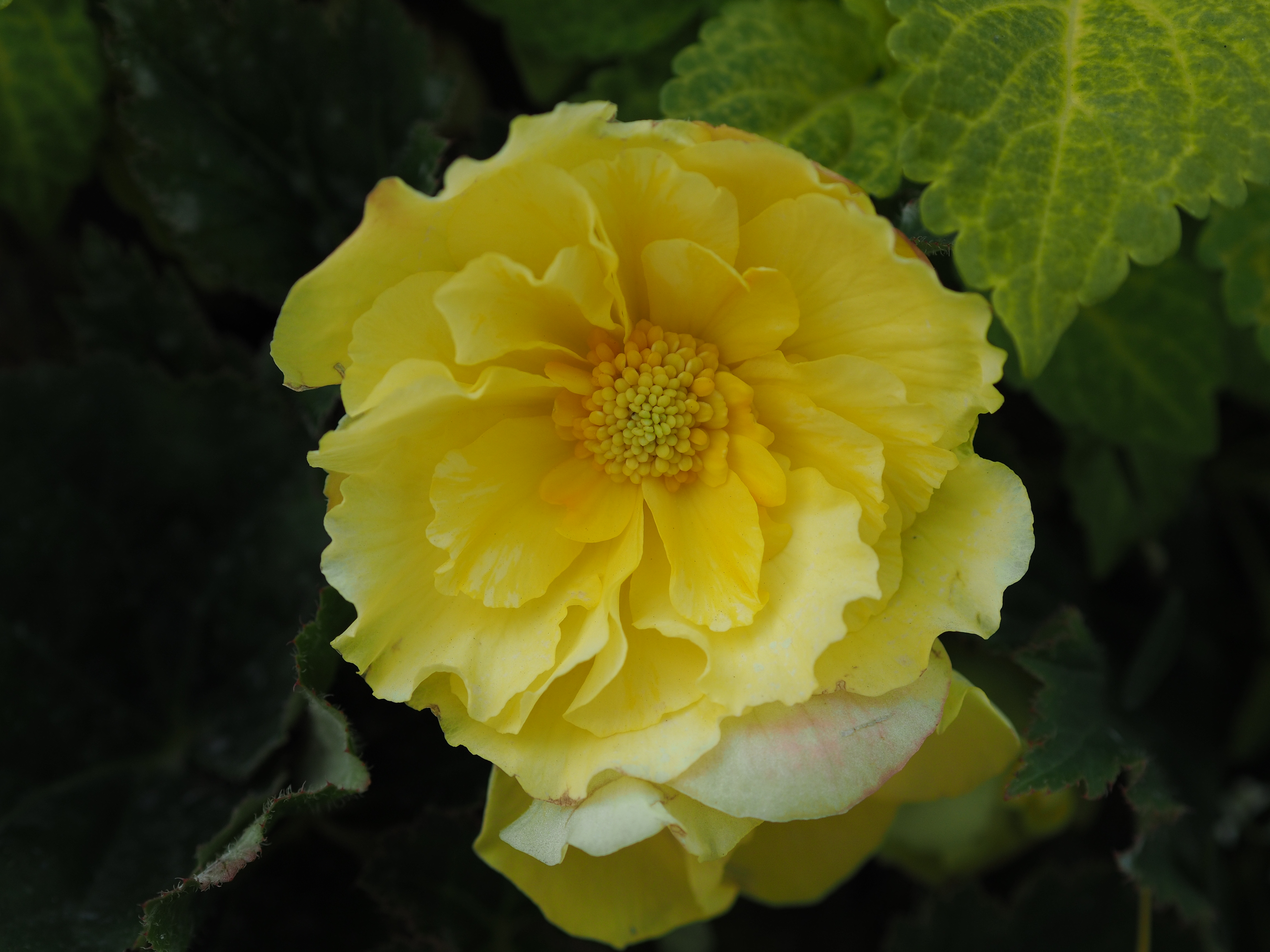 撮影距離：約0.5m。F2.8