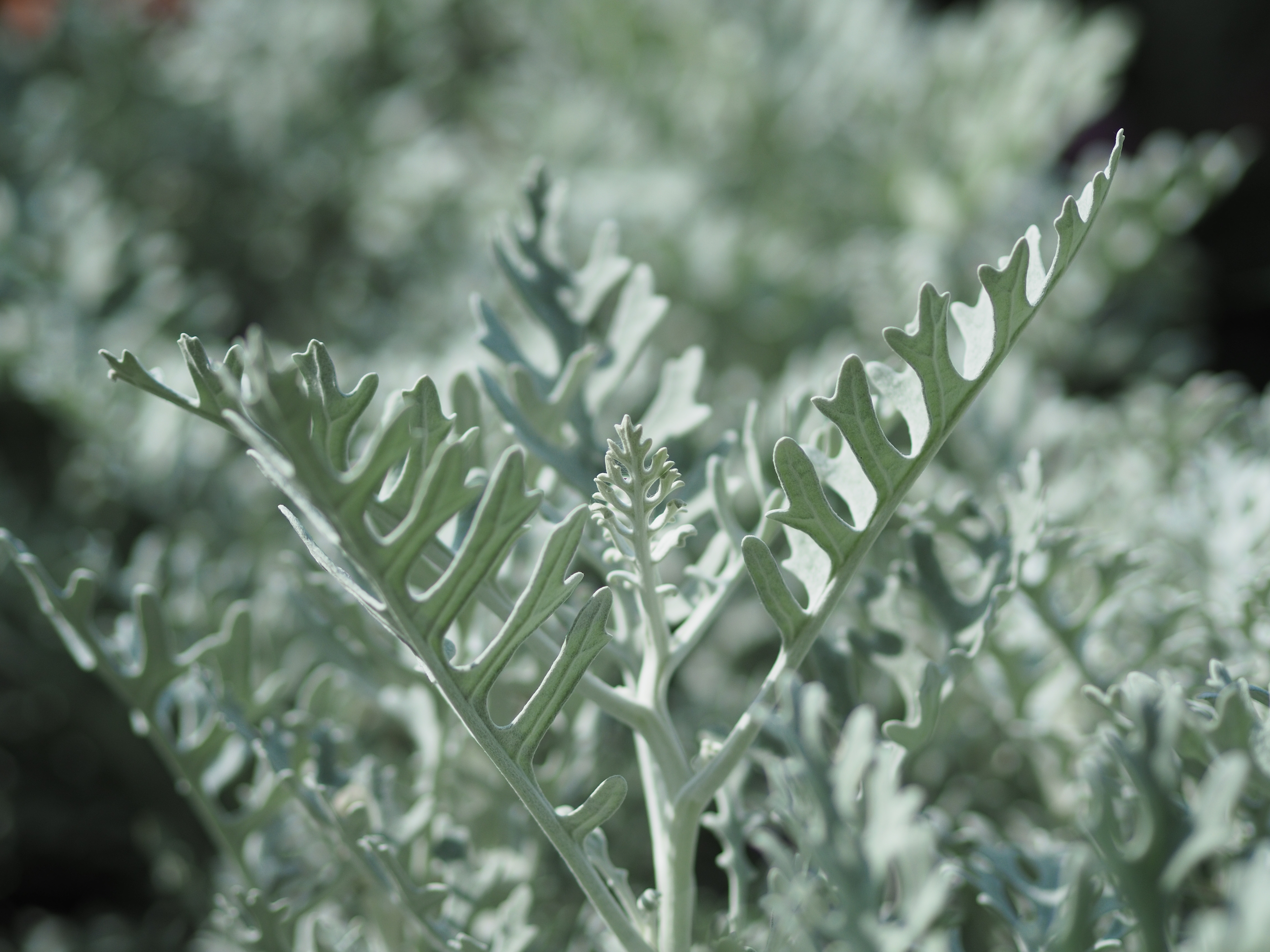 撮影距離：約0.7m。F1.8