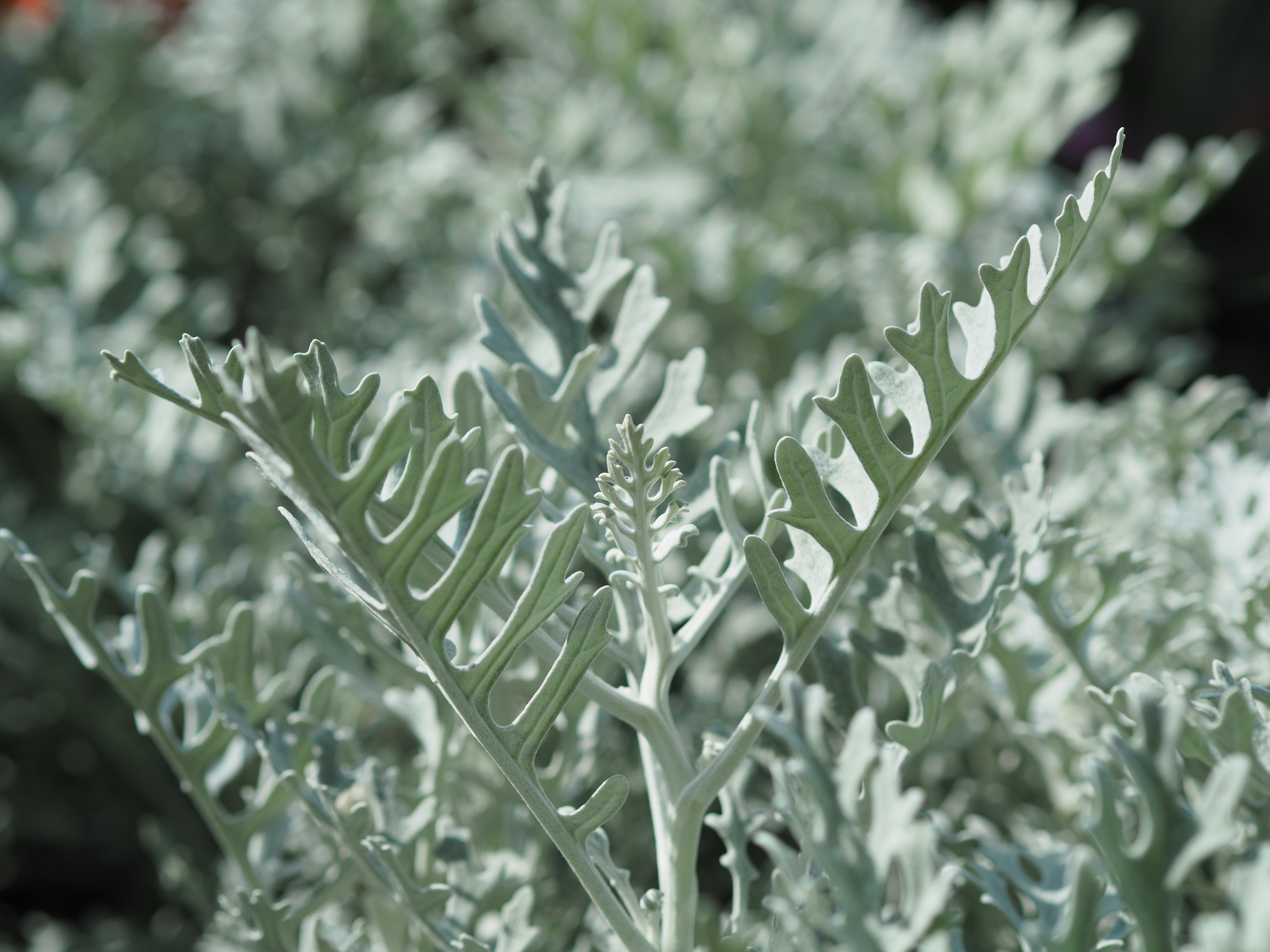 撮影距離：約0.7m。F2.8