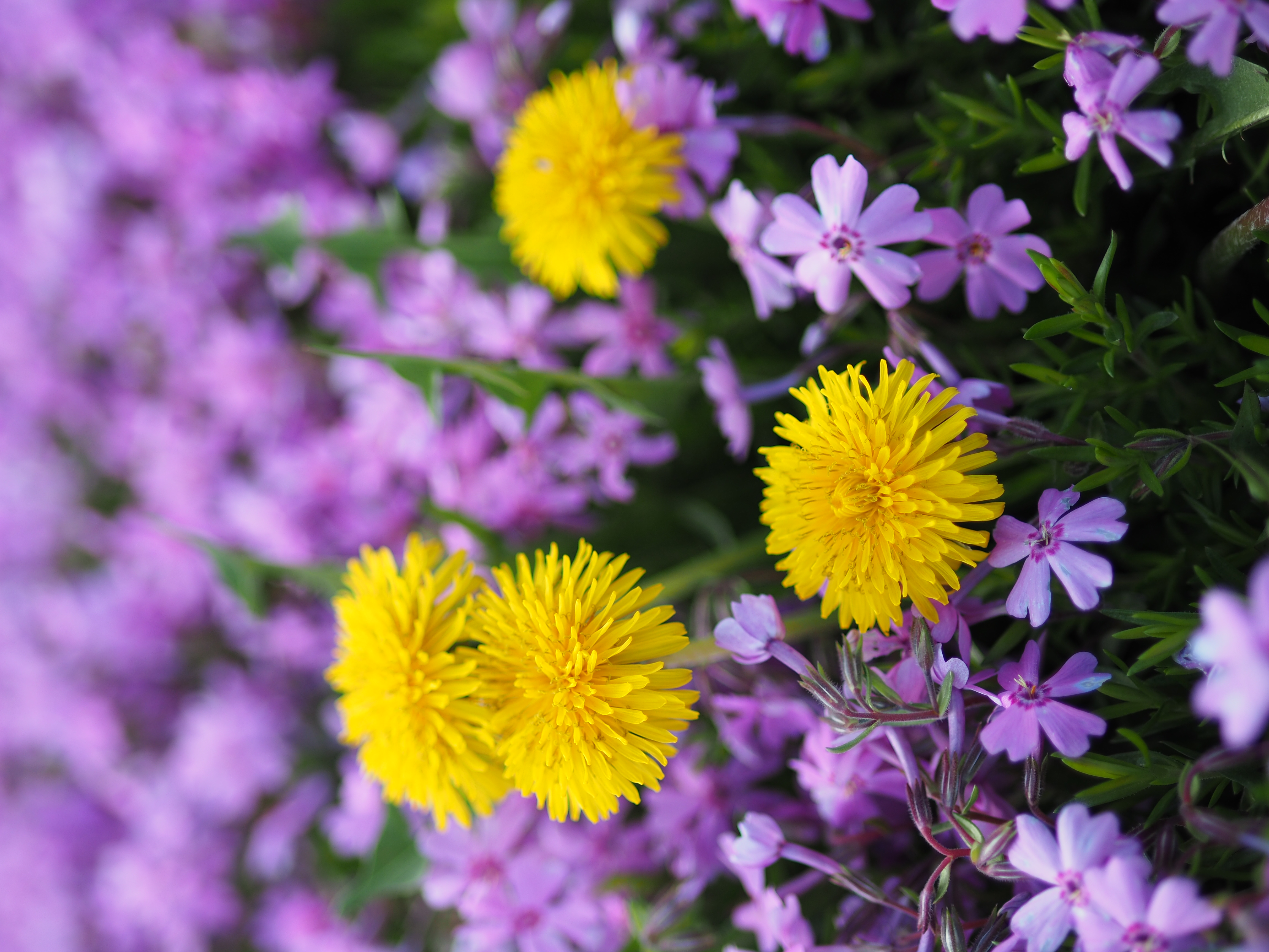 F1.8　1/2000秒　　ISO200　WBオート　仕上がりビビッド