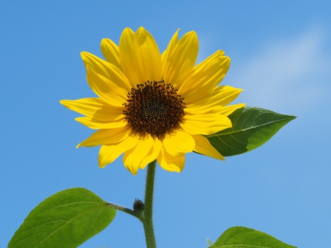 初心者あつまれ デジカメ撮影の基礎を学ぼう 光の方向を見て撮る 女子カメ Watch