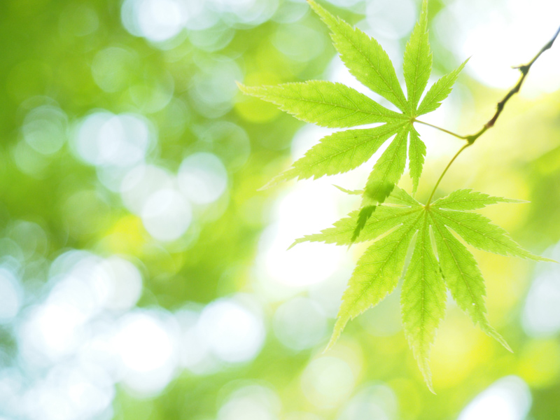 葉や花びらのように光を透過する被写体では、透けるように輝いてとても綺麗に写ります。順光ではべたっとなるので、むしろ積極的に逆光を選びたくなるシーンです。