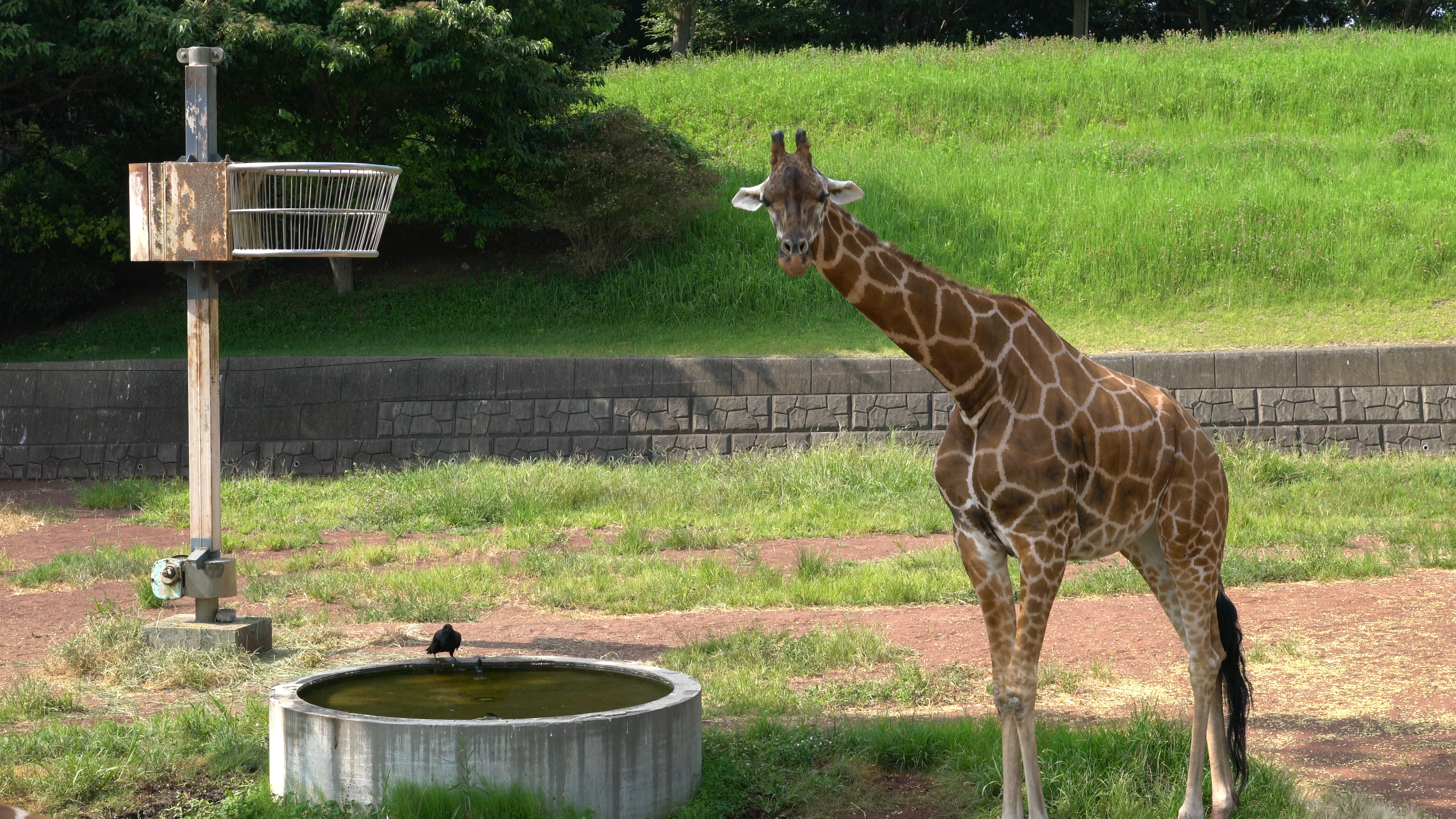 上の4K動画からキャプチャした静止画