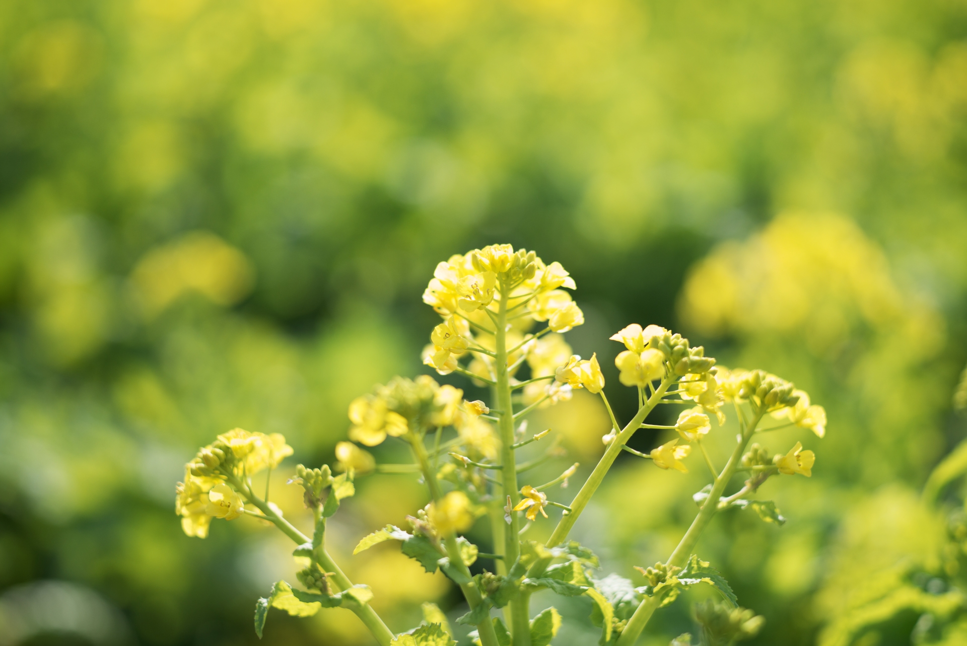 ほぼ最短撮影距離で撮影。この距離でも解像性能が落ちないのはフローティング機構のおかげか。LEICA M（Typ240） / ISO200 / F2 / 1/2,000秒 / WB:オート