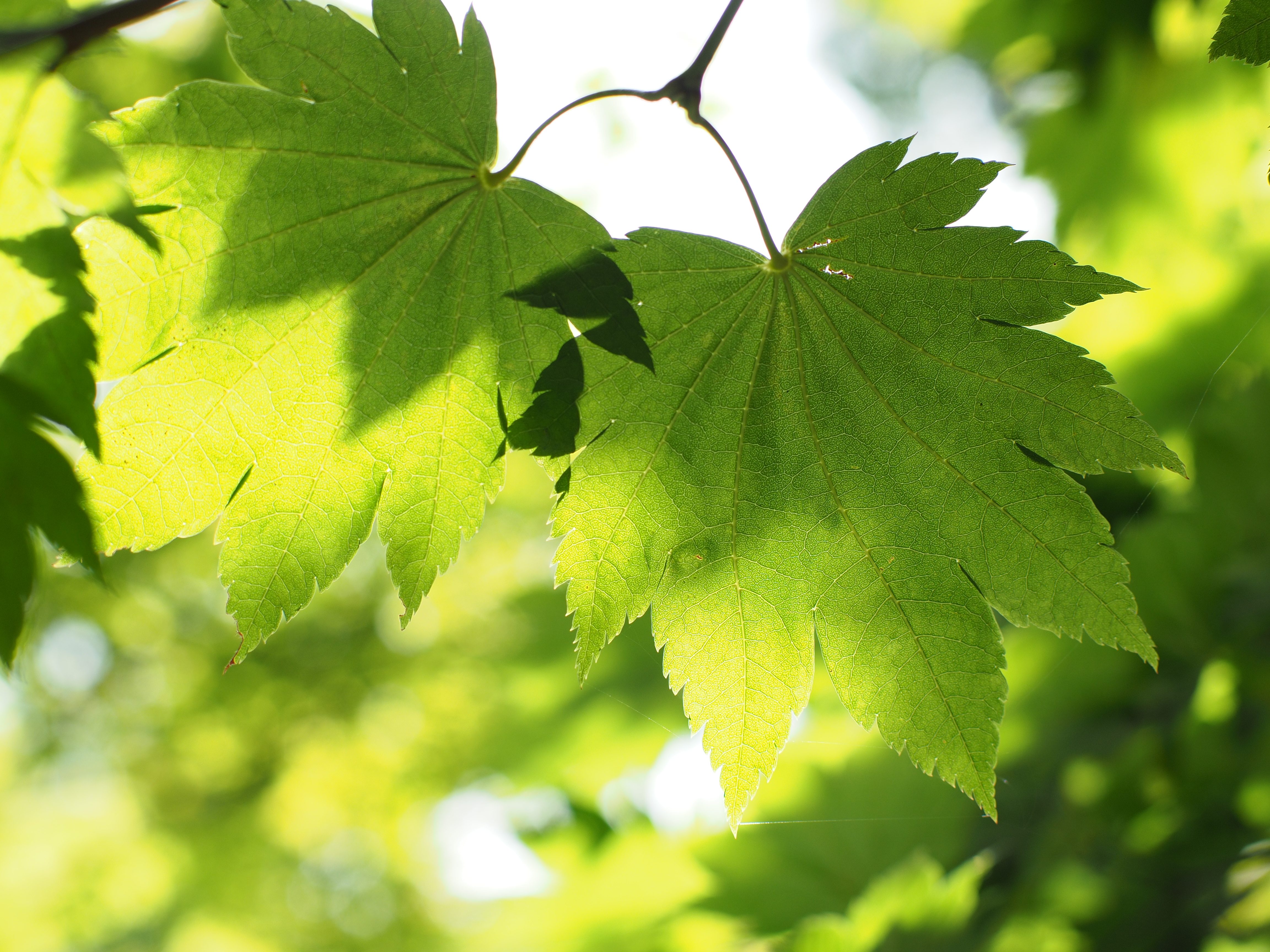 NOKTON 42.5mm F0.95 / ISO200 / F4 / 1/320秒