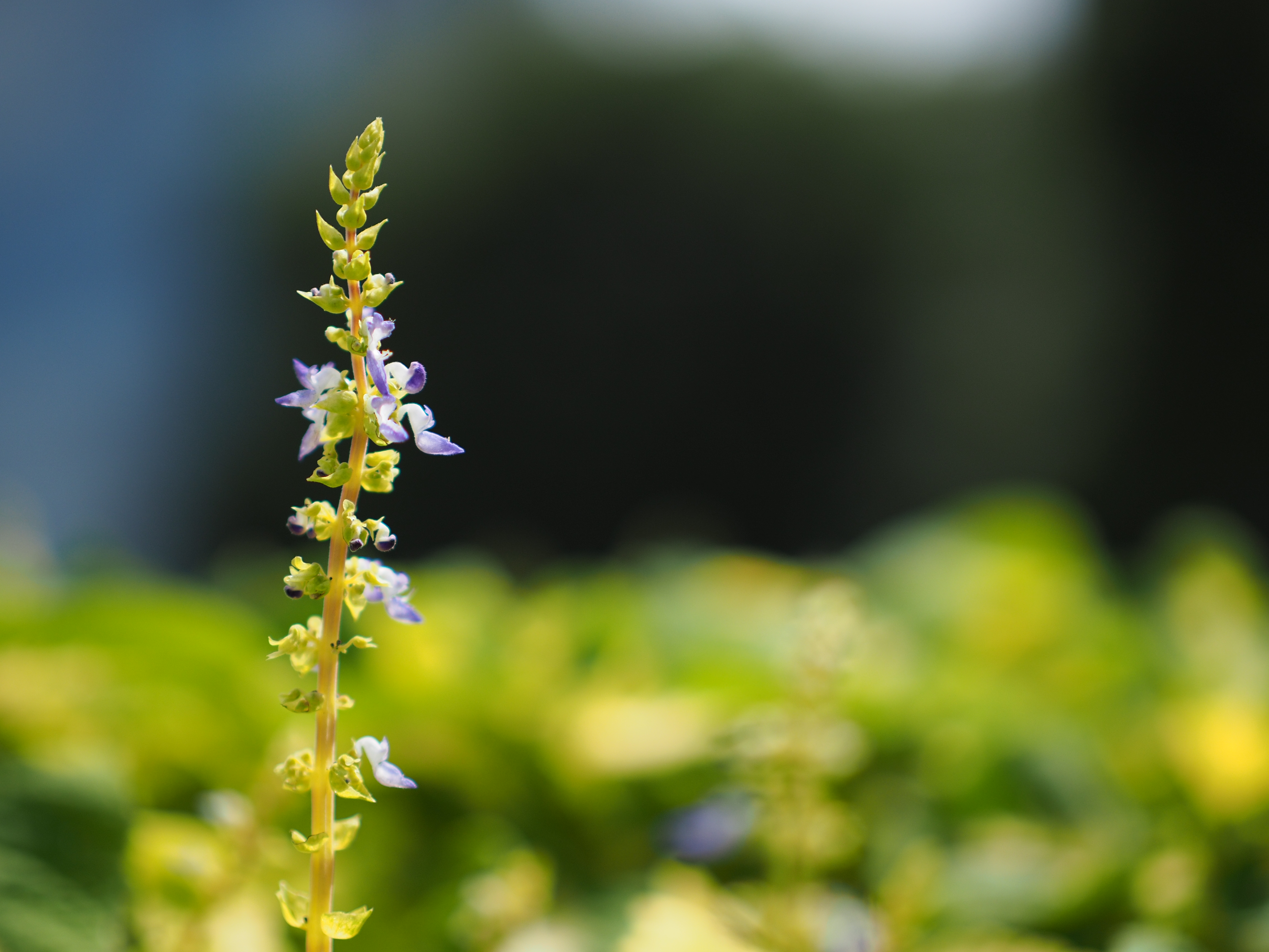 NOCTICRON 42.5mm F1.2 / ISO200 / F1.2 / 1/12,800秒