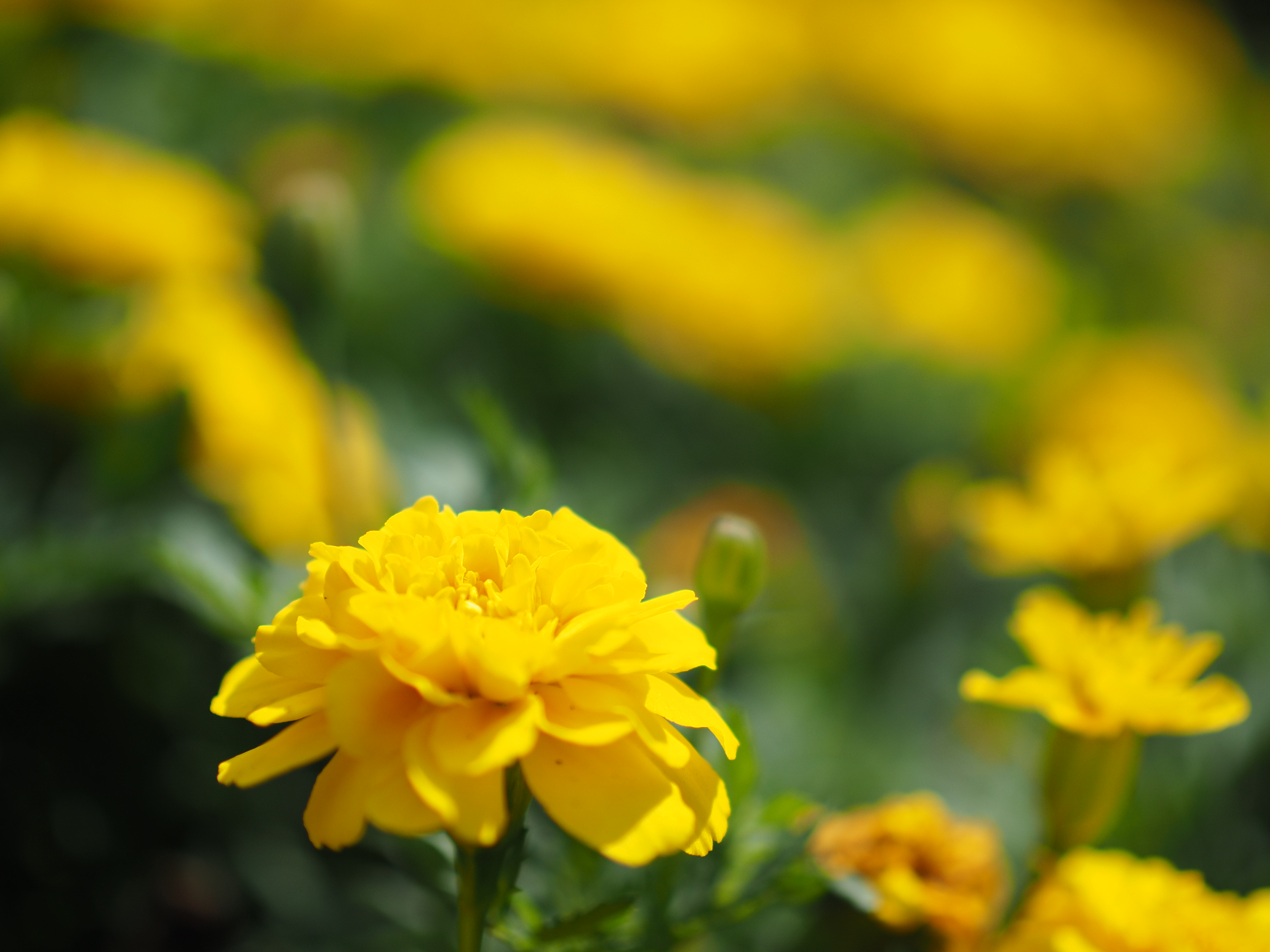 NOCTICRON 42.5mm F1.2 / ISO200 / F1.2 / 1/16,000秒