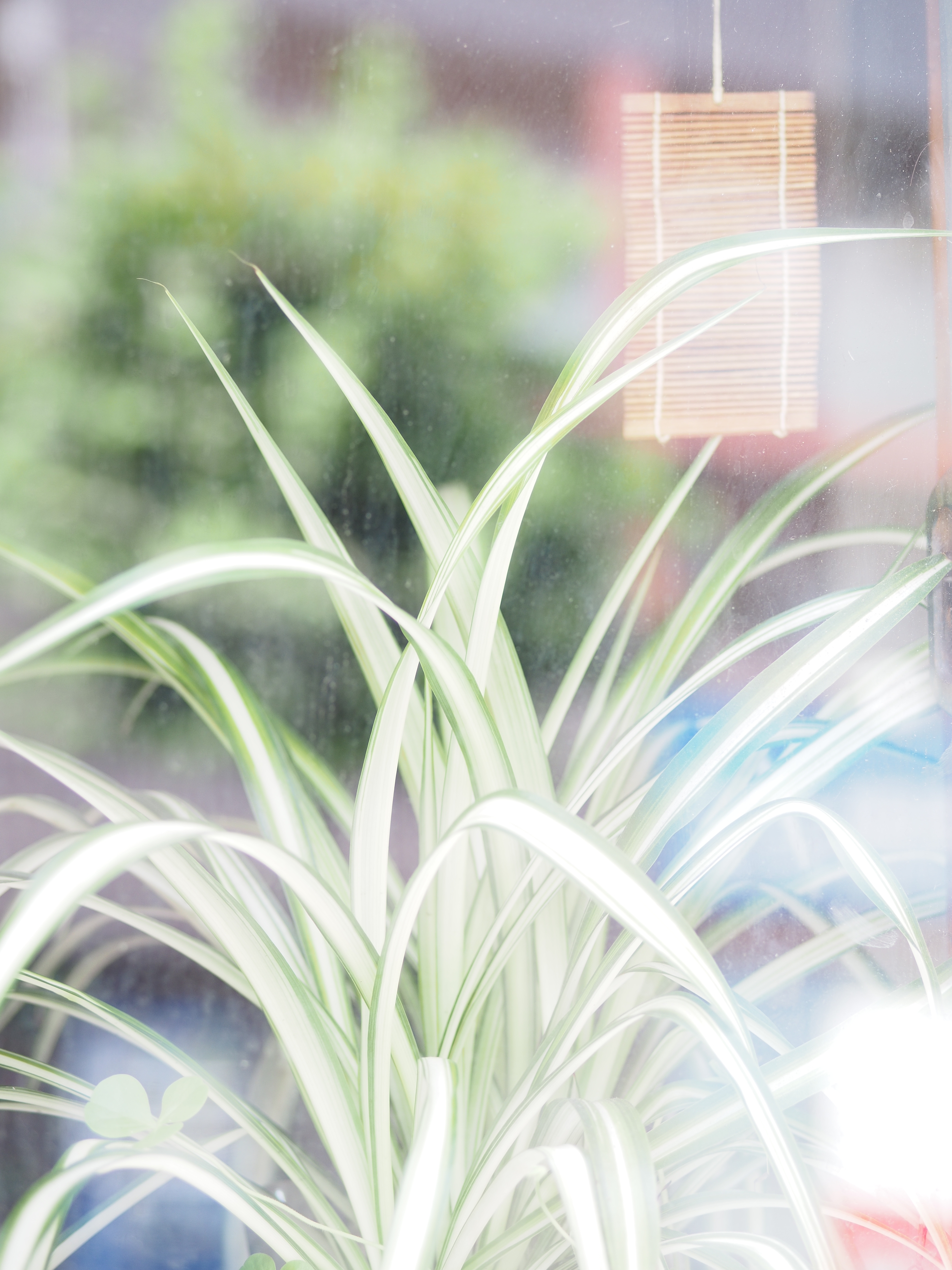 LUMIX G 42.5mm F1.7 / ISO200 / F2.2 / 1/50秒