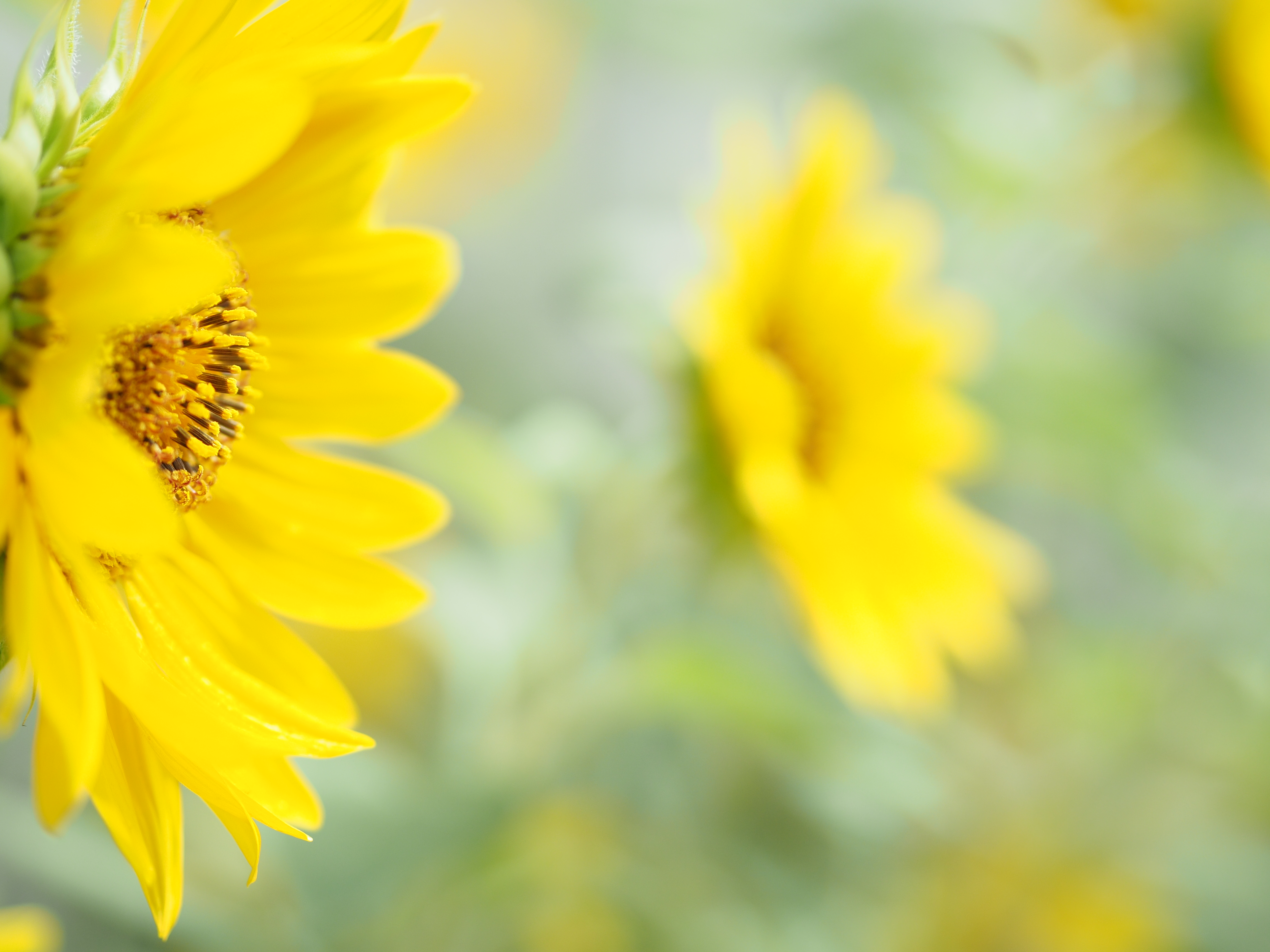 M.ZUIKO DIGITAL 45mm F1.8 / ISO200 / F1.8 / 1/1,250秒