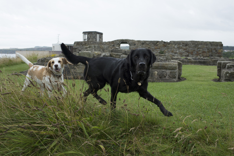 35mm相当・プログラムオート・F4・1/500秒・-0.3補正・ISO100・WB：太陽光・シングルAF
