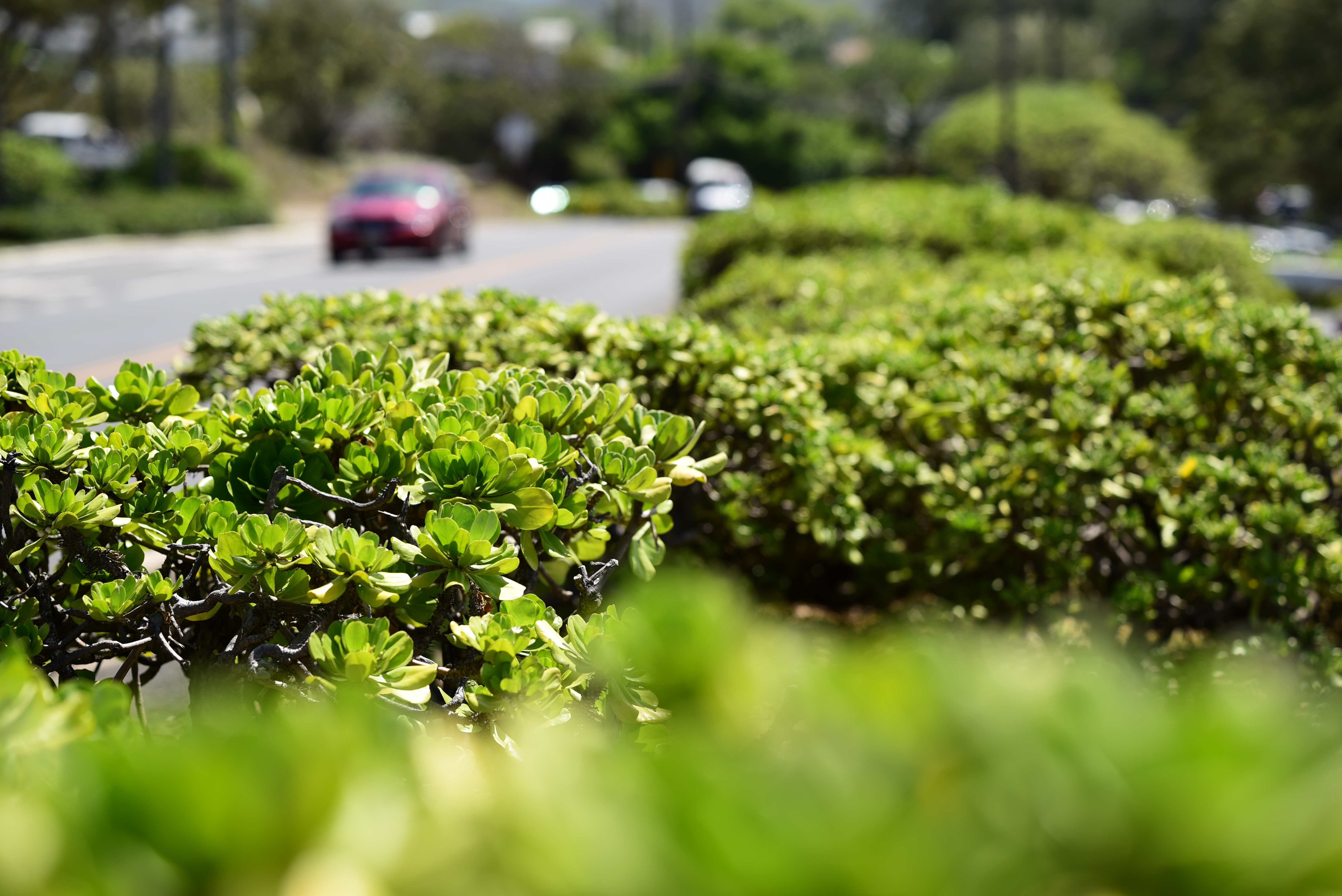 絞りF2.8・距離数mで撮影。様々な物のある複雑な背景を選択したが、嫌みのないボケは綺麗。シャープさとボケのバランスが良い。D750 / 1/2,000秒 / F2.8 / -0.3EV / ISO100 / 絞り優先AE / 85mm