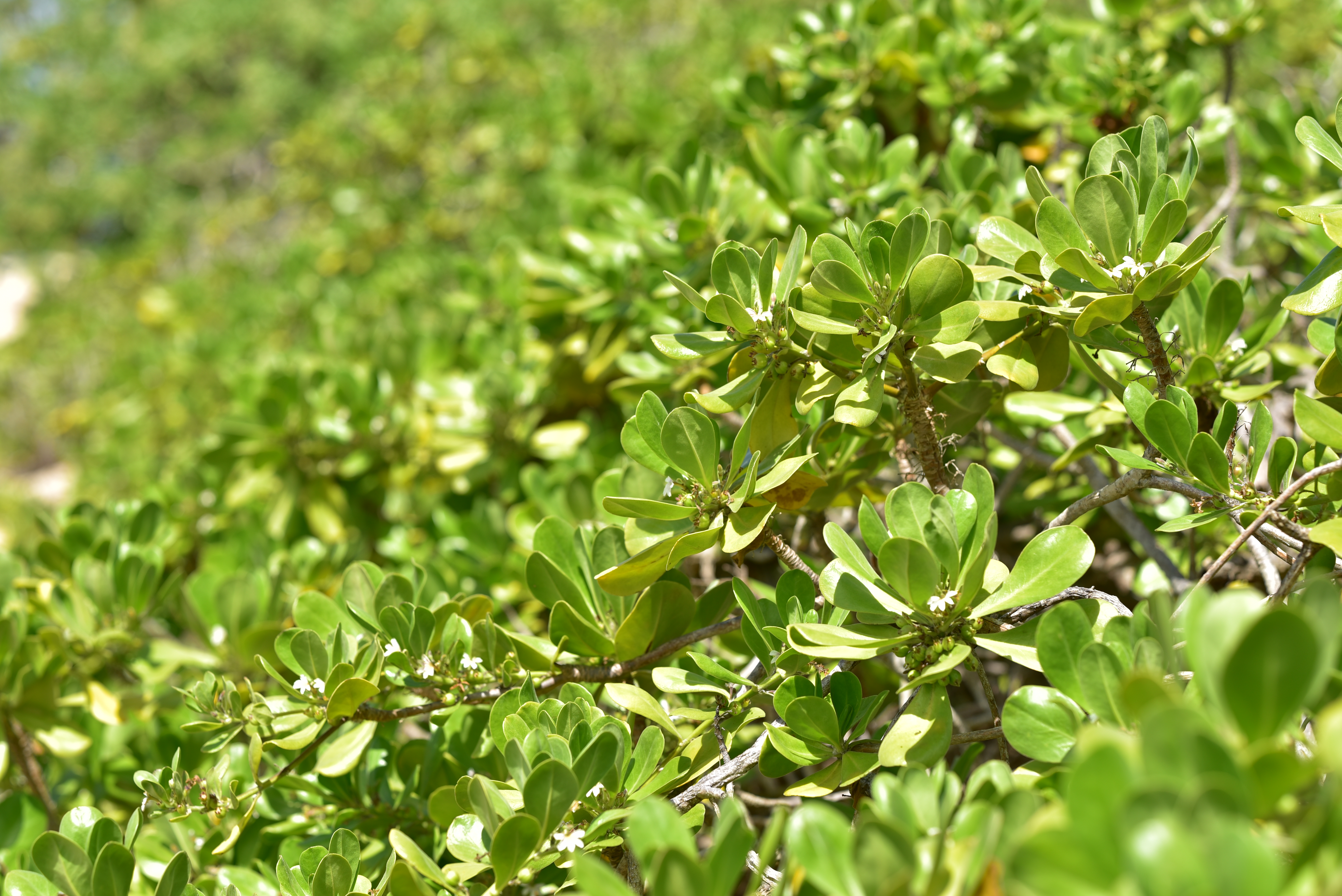 絞りF4・距離数mで撮影。シャープネスは高く、ボケ感は失われ背景が判断できるレベルだ。少しごちゃごちゃするが、悪くはない印象だ。D750 / 1/1,000秒 / F4 / 0EV / ISO100 / 絞り優先AE / 85mm