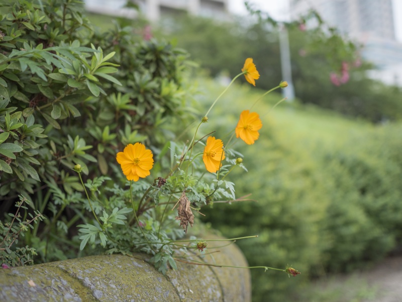 <strong class="">主題と背景の距離</strong><br class="">抜けの良い場所を背景に選べば、背景は大きくぼける（左）。主題と背景の距離が近ければボケは小さくなる（右）