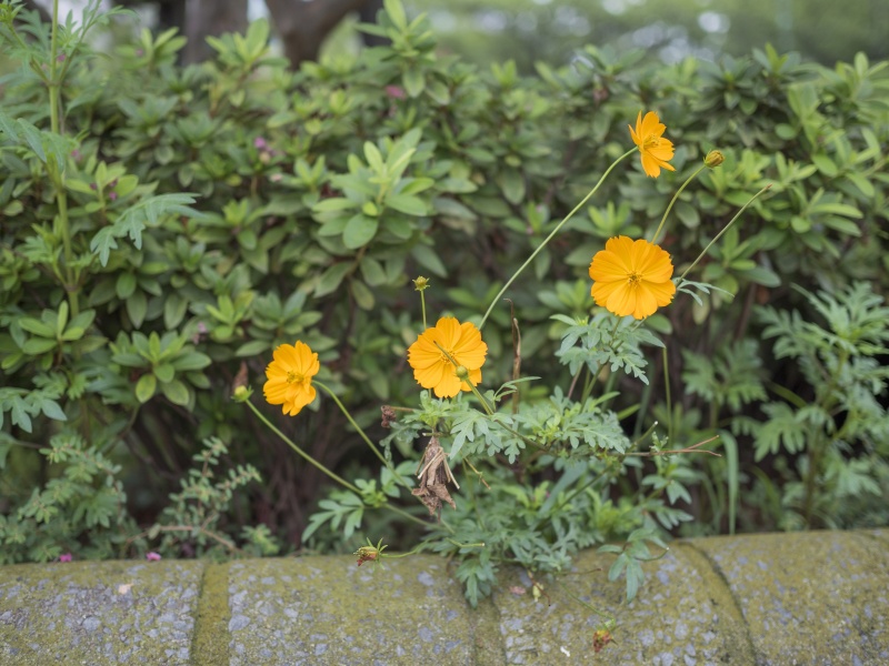 <strong class="">主題と背景の距離</strong><br class="">抜けの良い場所を背景に選べば、背景は大きくぼける（左）。主題と背景の距離が近ければボケは小さくなる（右）