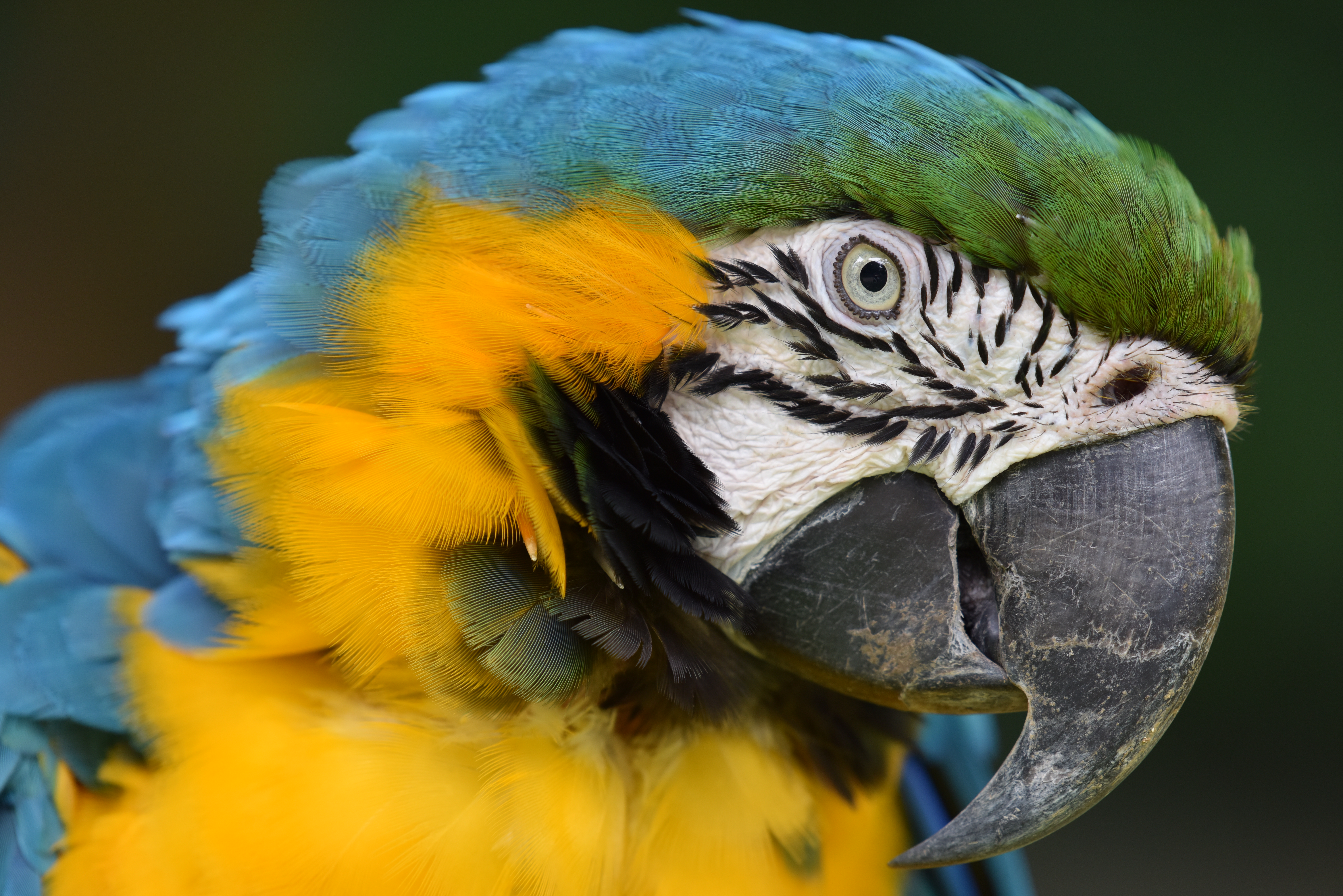 D810 / 1/80秒 / F5.6 / -0.3EV / ISO560 / シャッター優先 / 480mm