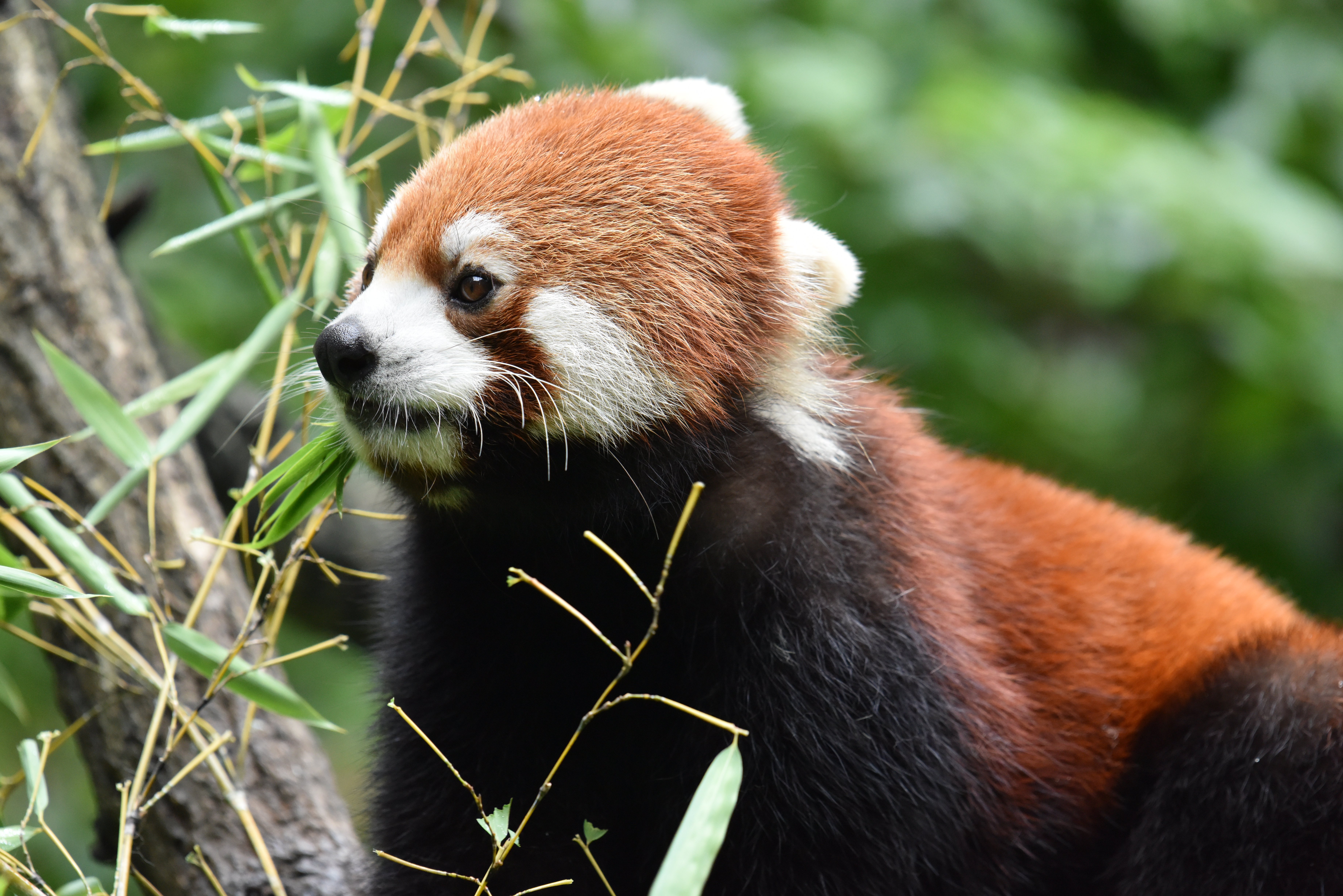 D810 / 1/320秒 / F5.6 / 0EV / ISO2500 / シャッター優先 / 440mm