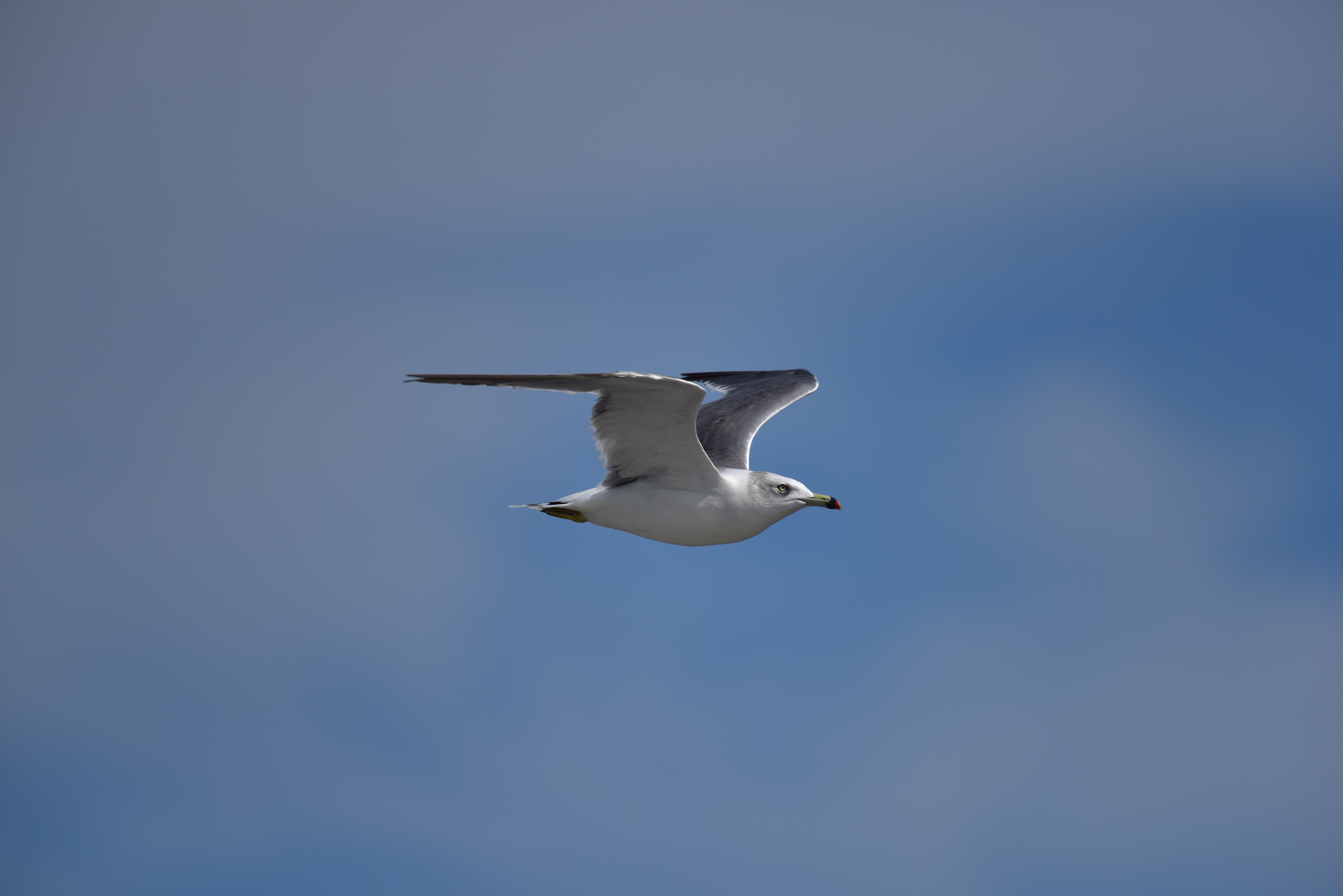 D810 / 1/3,200秒 / F5.6 / 0EV / ISO200 / シャッター優先 / 500mm