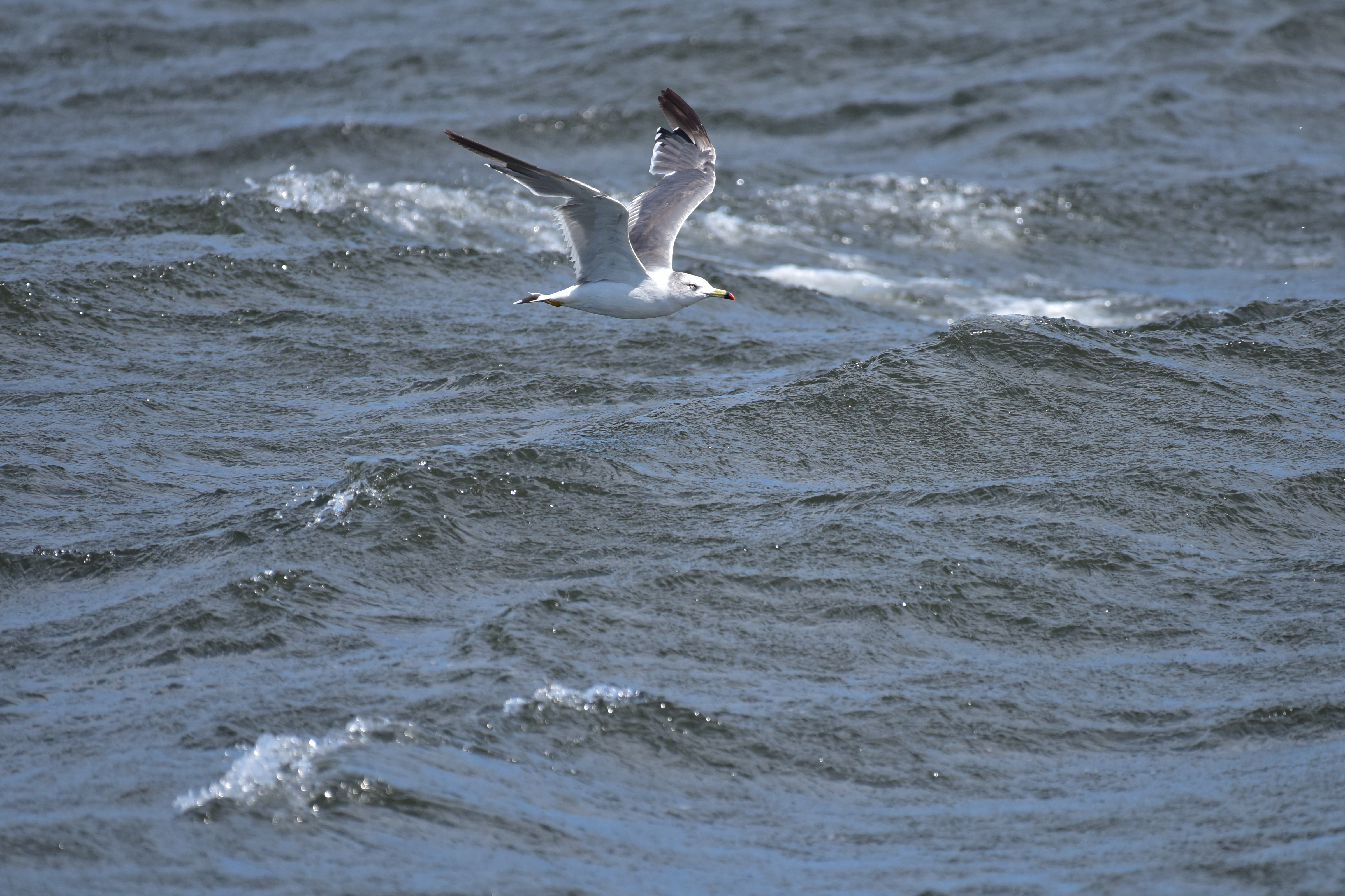 D810 / 1/2,500秒 / F5.6 / 0EV / ISO500 / シャッター優先 / 500mm